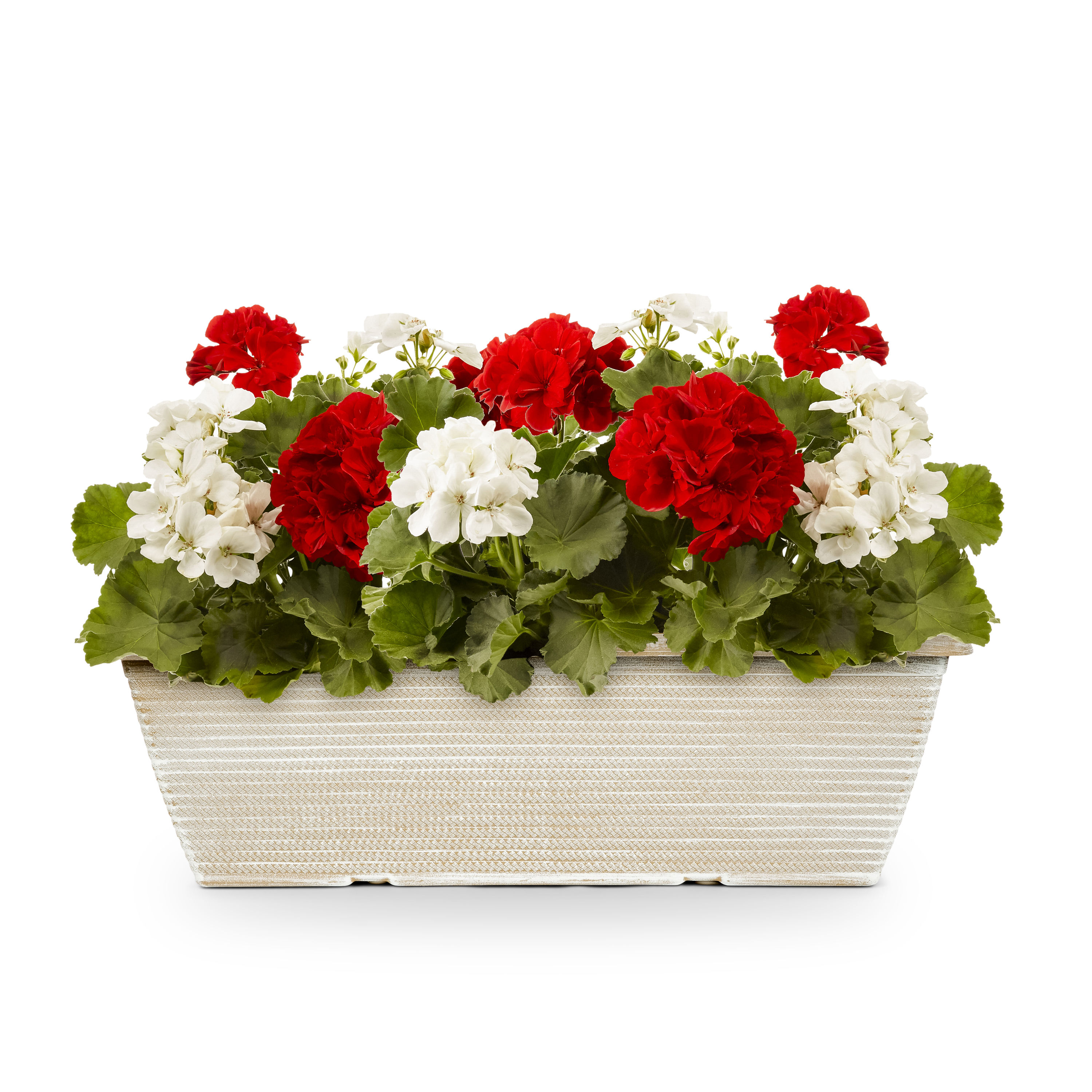 Lowe's 1527881 annuals - View #3