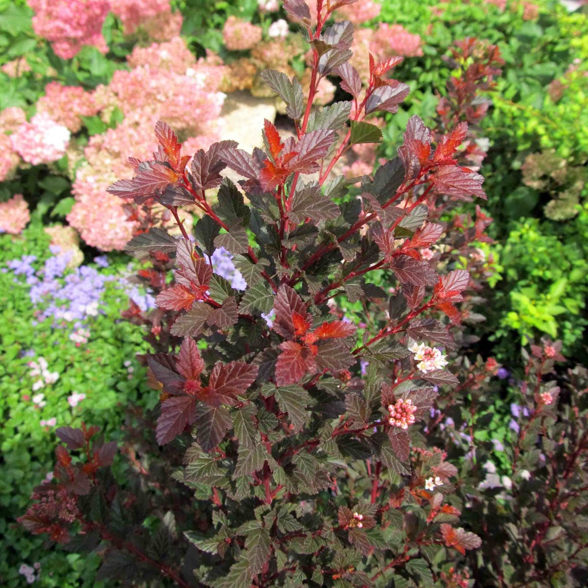 Spring Hill Nurseries White Center Glow Ninebark Flowering Shrub In 2. ...