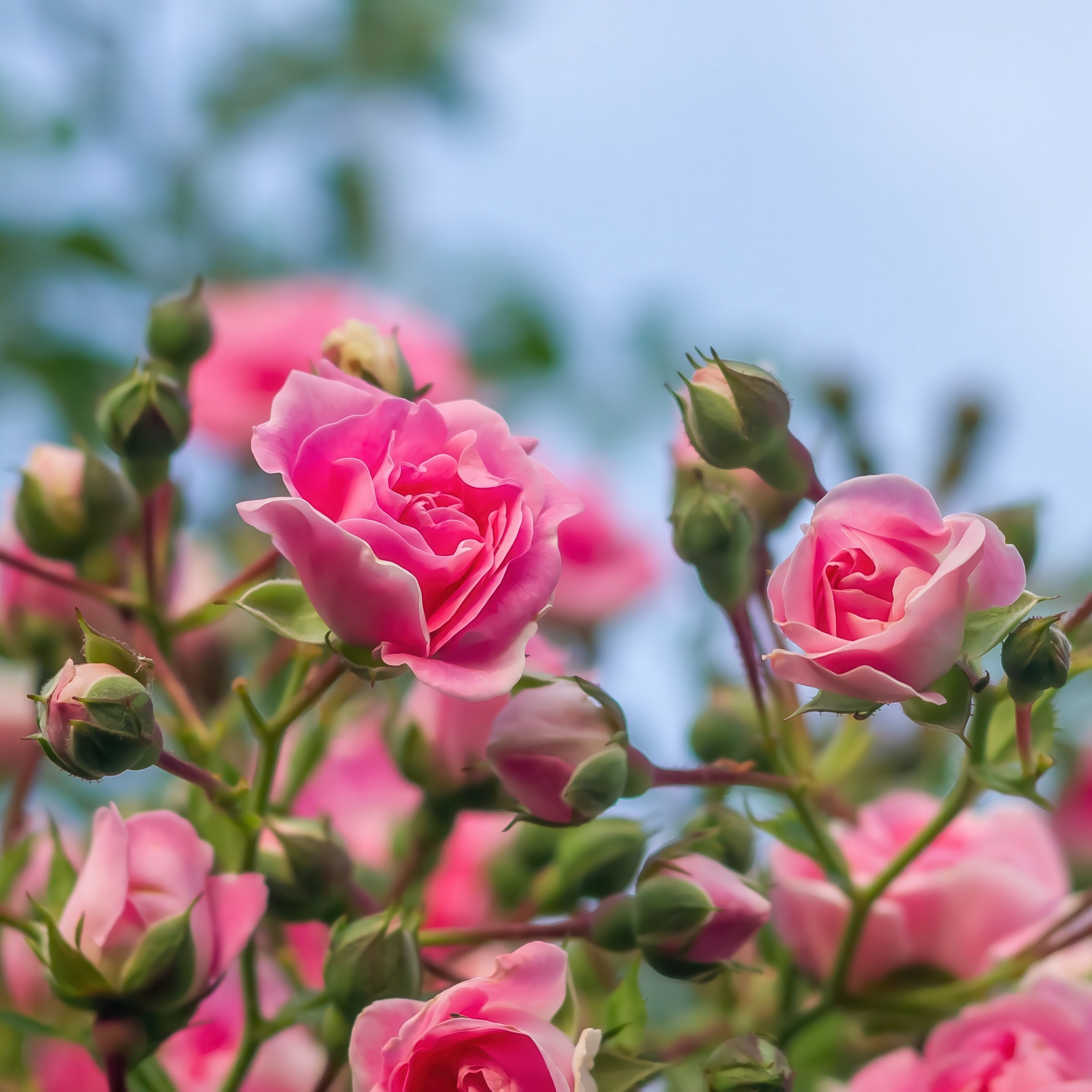 National Plant Network LW2169 roses - View #5