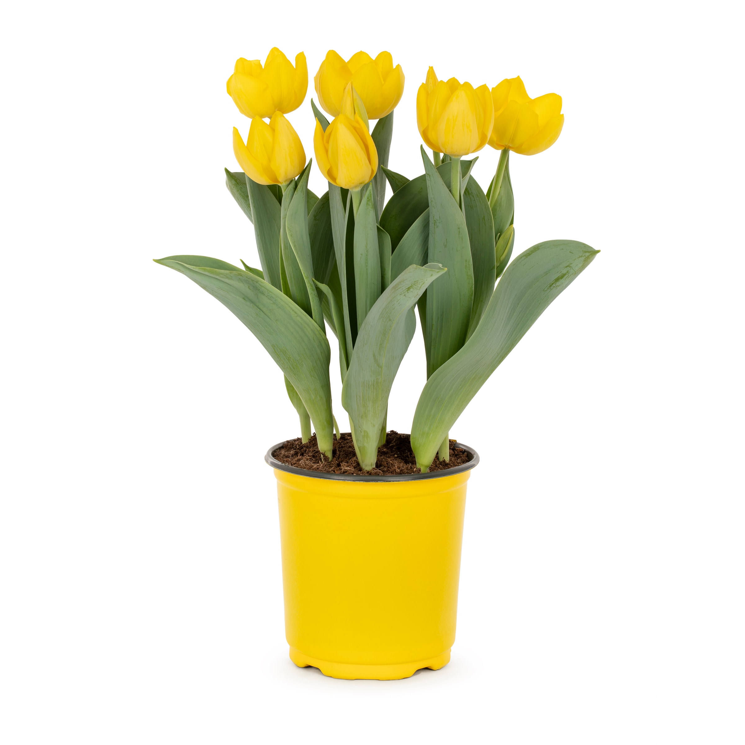 Lowe's 552030 annuals - View #3