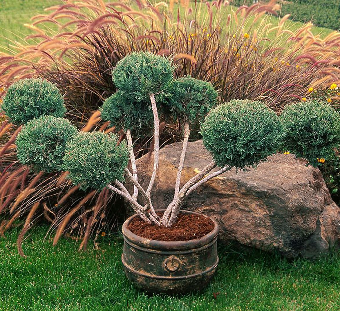 Monrovia 047609PP Hetz Blue Juniper Accent Shrub in 12.07 -Gallon Pot 1 -Pack
