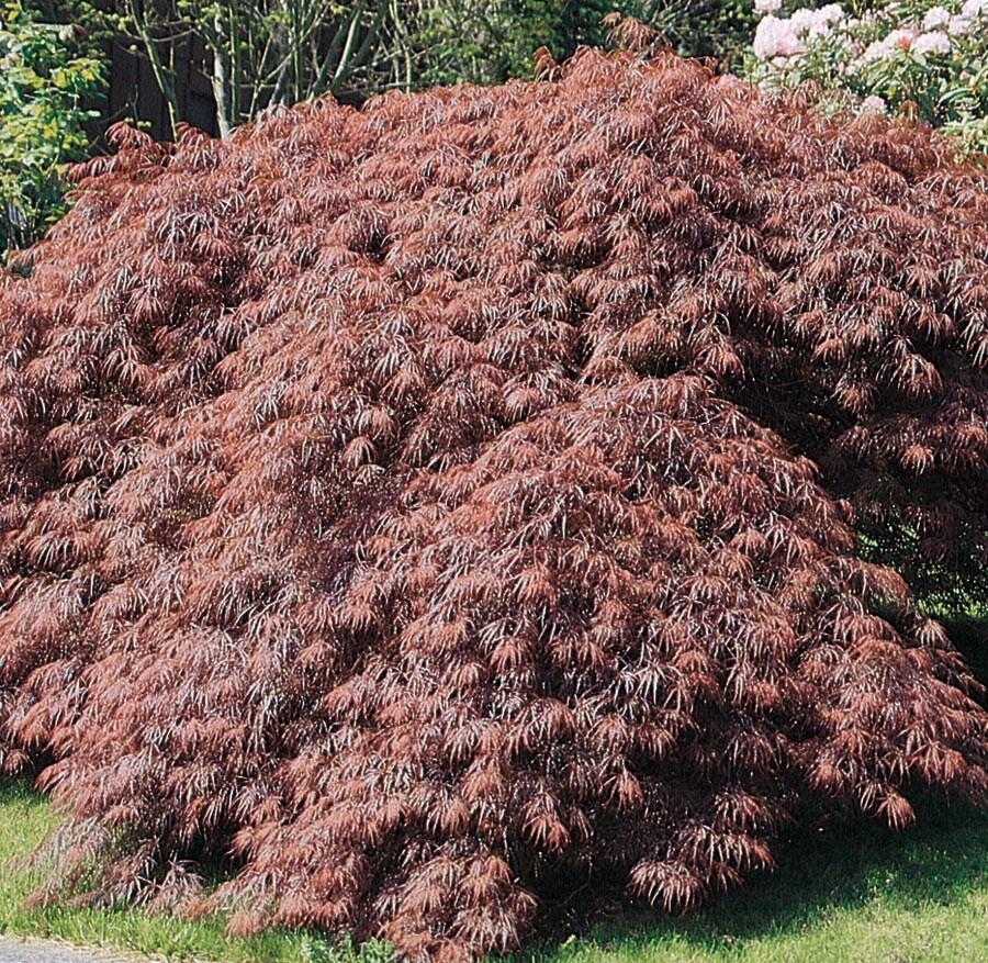  NURSERY 2.59-Quart Red Feature Tree Tamukeyama Japanese Maple In Pot (With Soil)