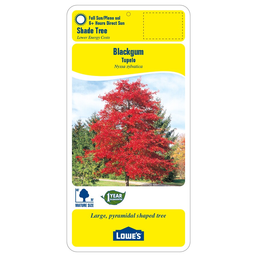  8.86513084078E11 trees - View #2