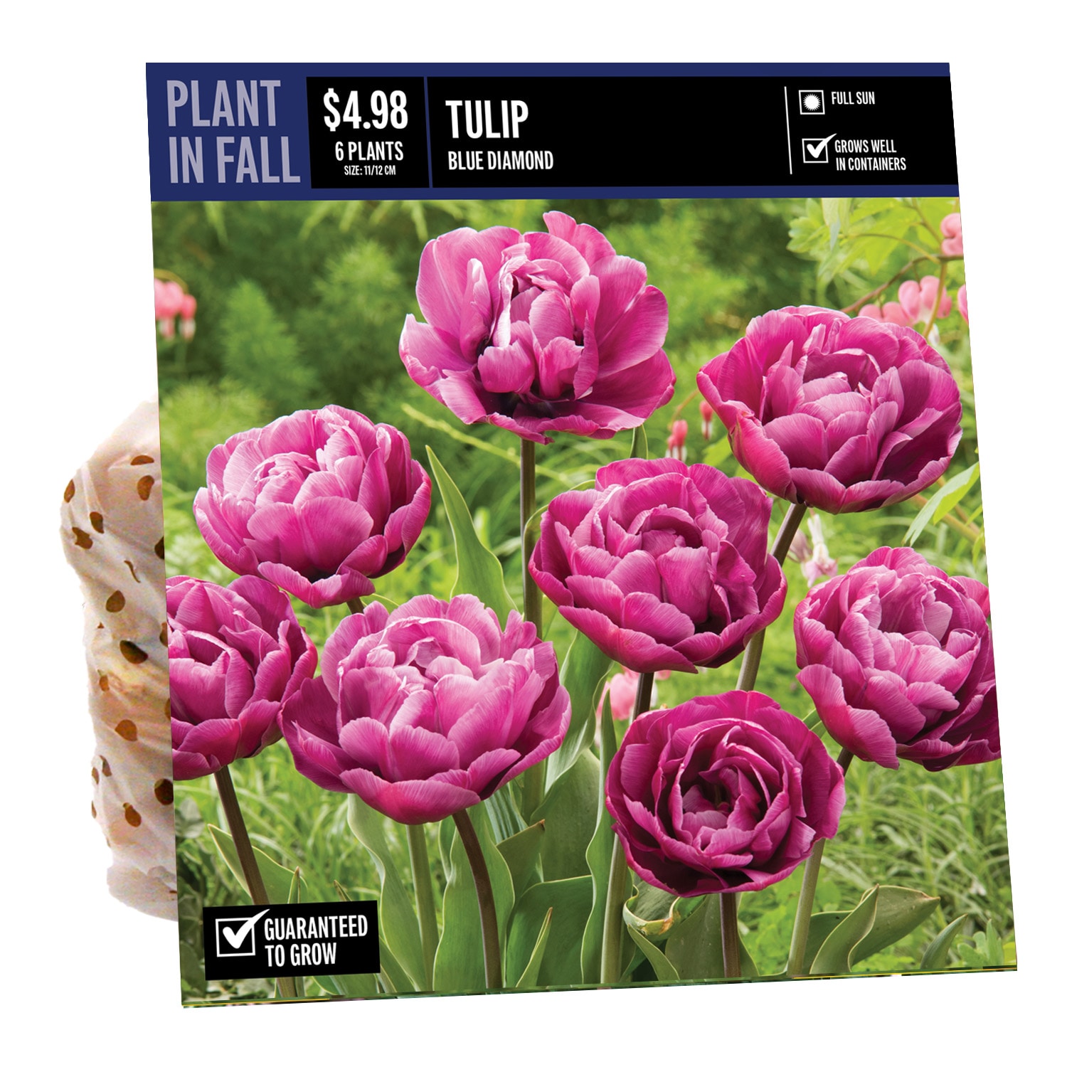  NURSERY TULIP BLUE DIAMOND PBS