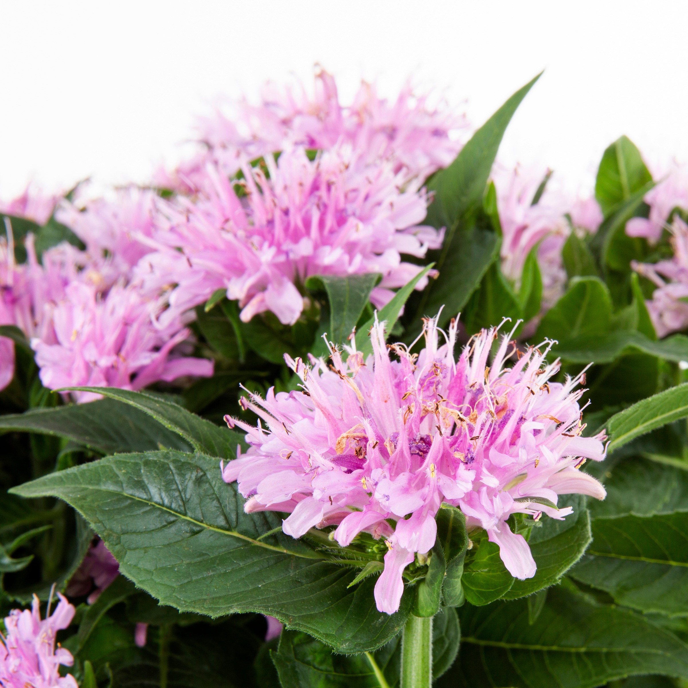 Proven Winners NURSERY perennials - View #6