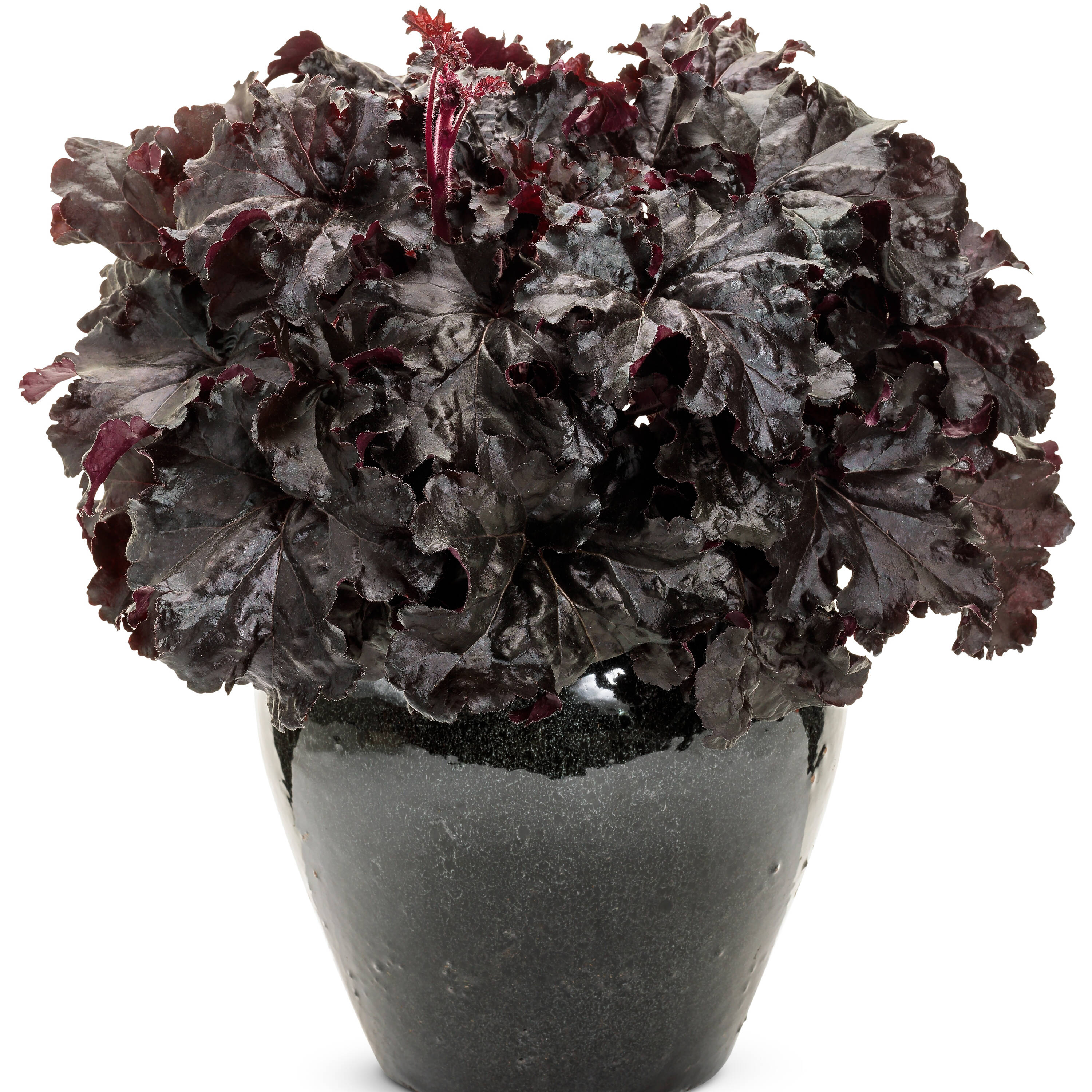 Proven Winners HEUPWP2807800 perennials - View #2