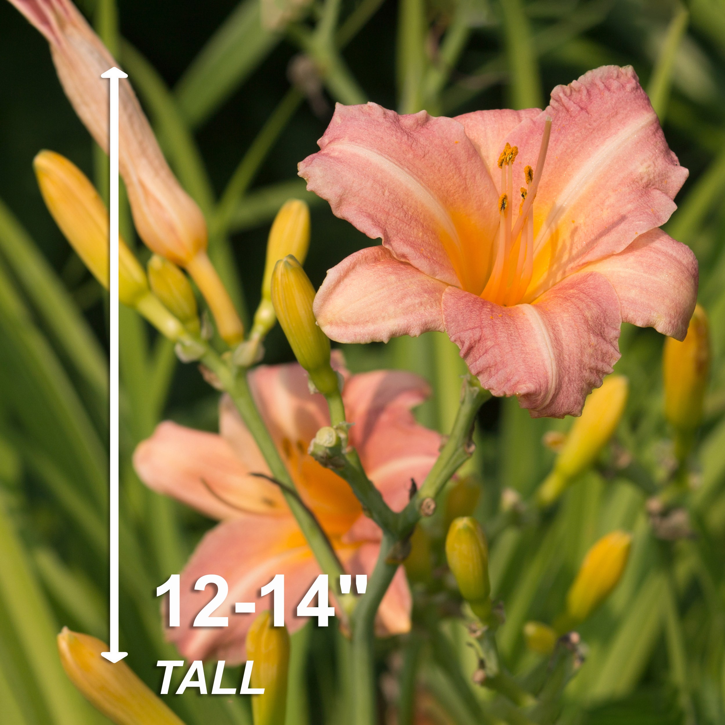 Garden State Bulb ECS-64-10-01 Plant-Bulbs - View #8