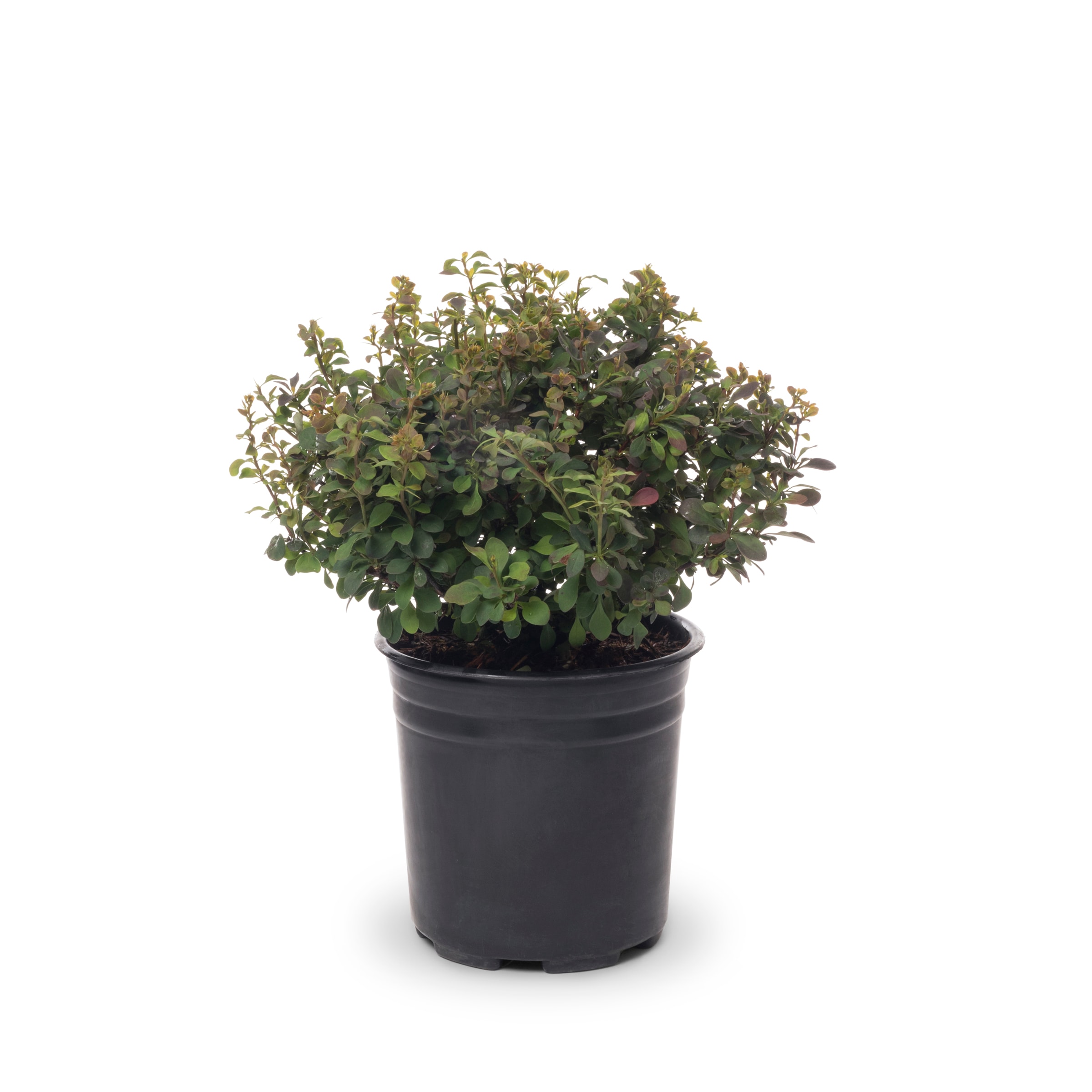 Lowes White Royal Burgundy Barberry Accent Shrub In 1 Gallon Pot In The Shrubs Department At