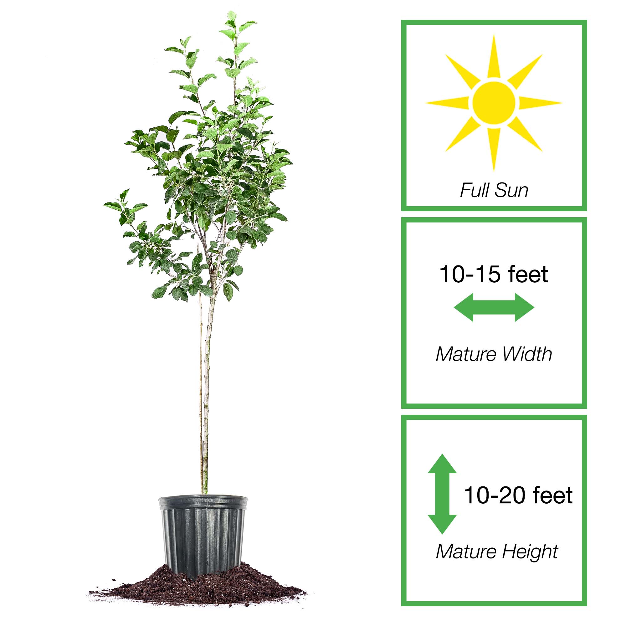 Perfect Plants LOFUJI5G trees - View #2