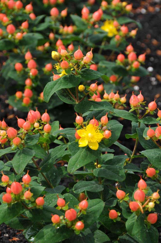 Lowe's NURSERY Yellow First Editions Pumpkin Hypericum Accent Shrub in 2-Gallon Pot