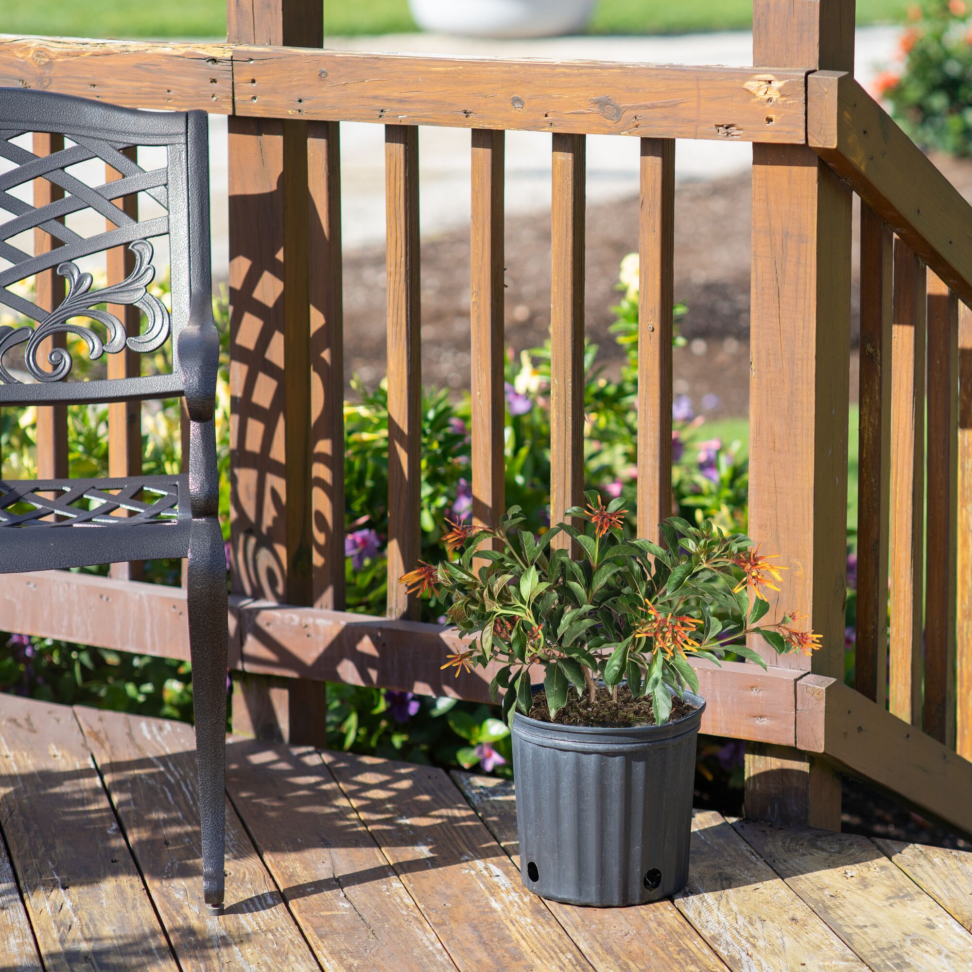 Costa Farms L-HFB-G-POT-01-LW shrubs - View #3