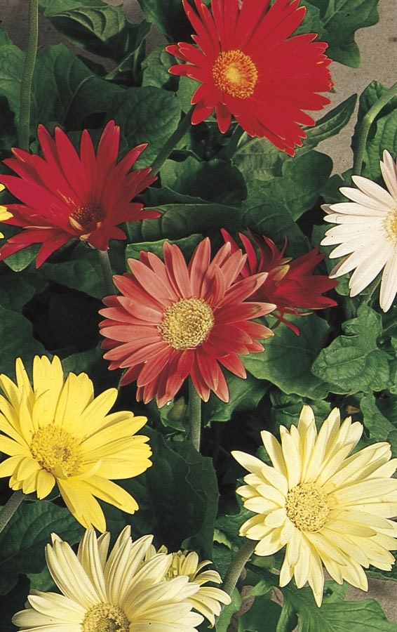 Lowe's NURSERY Multicolor Gerbera Daisy in 3 Quart(s) Pot