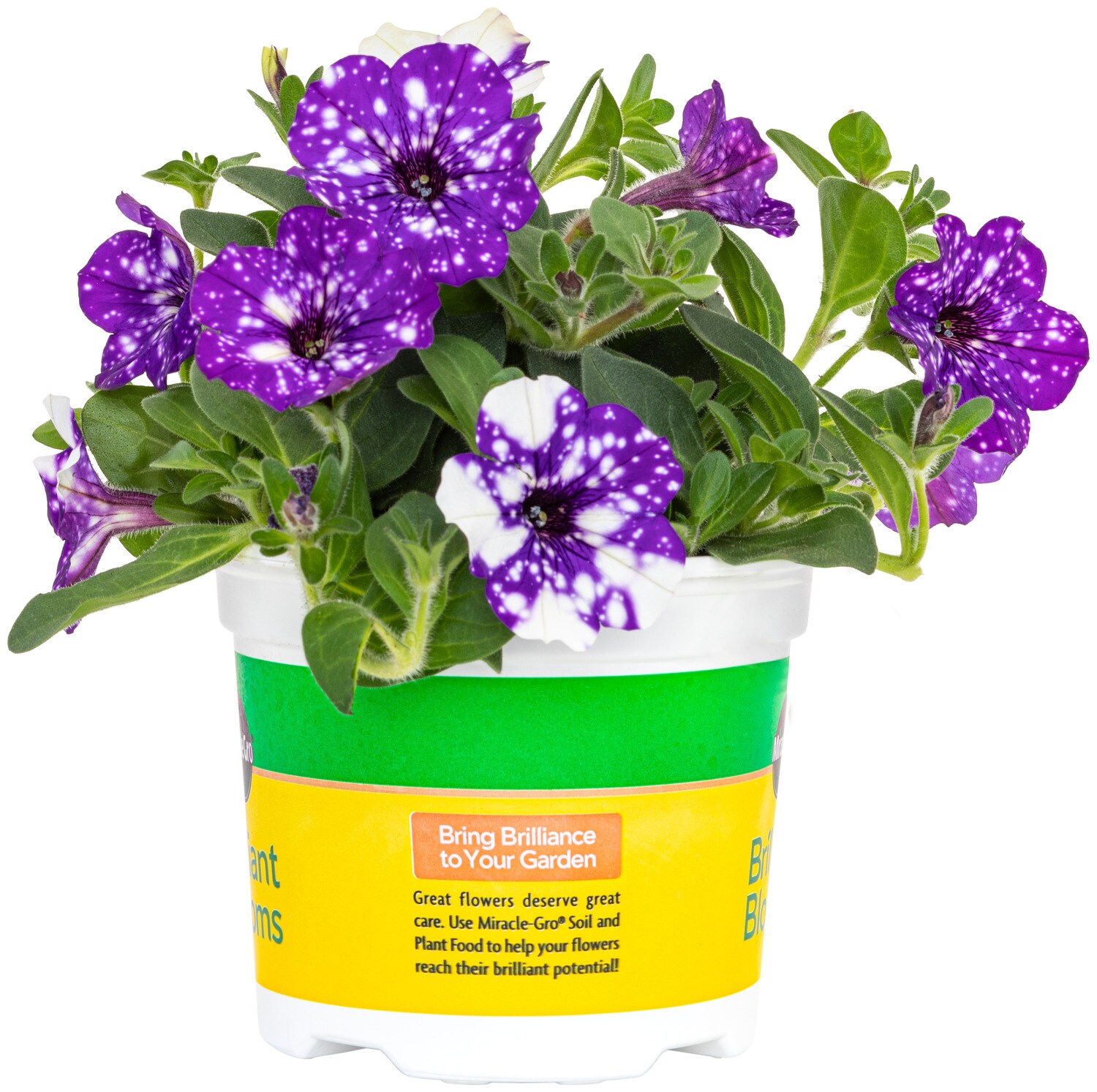 Miracle-Gro 25-524355 annuals - View #2