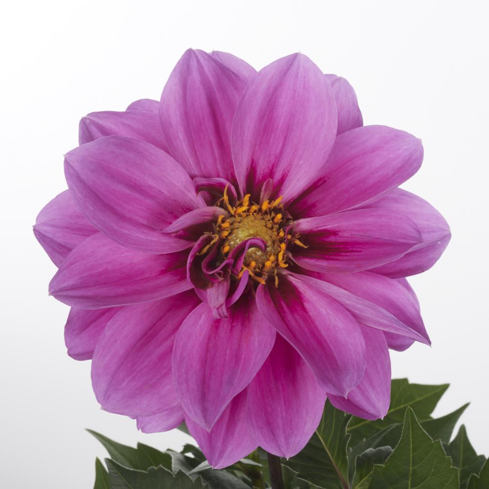 Lowe's NURSERY annuals - View #3