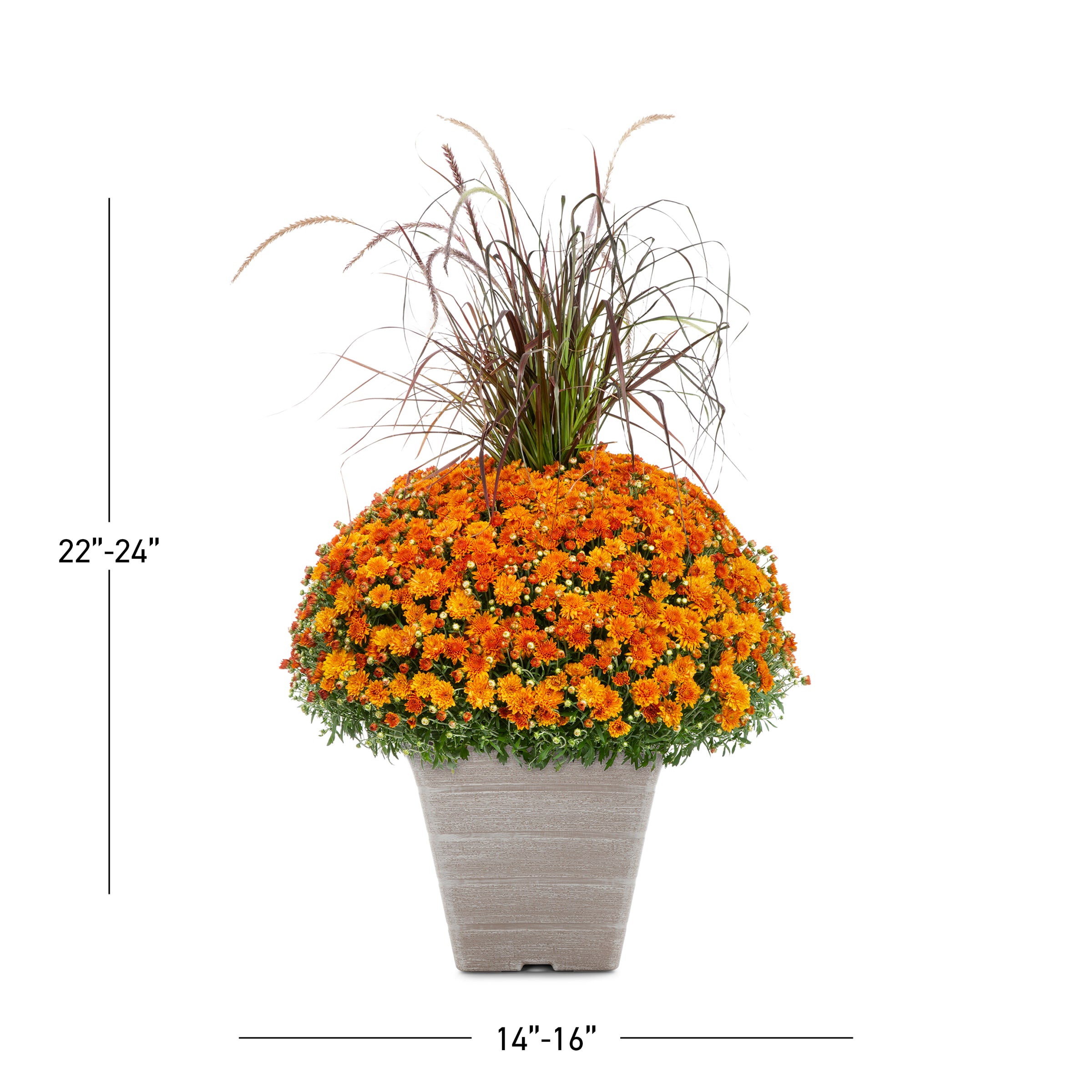 Lowe's NURSERY annuals - View #2