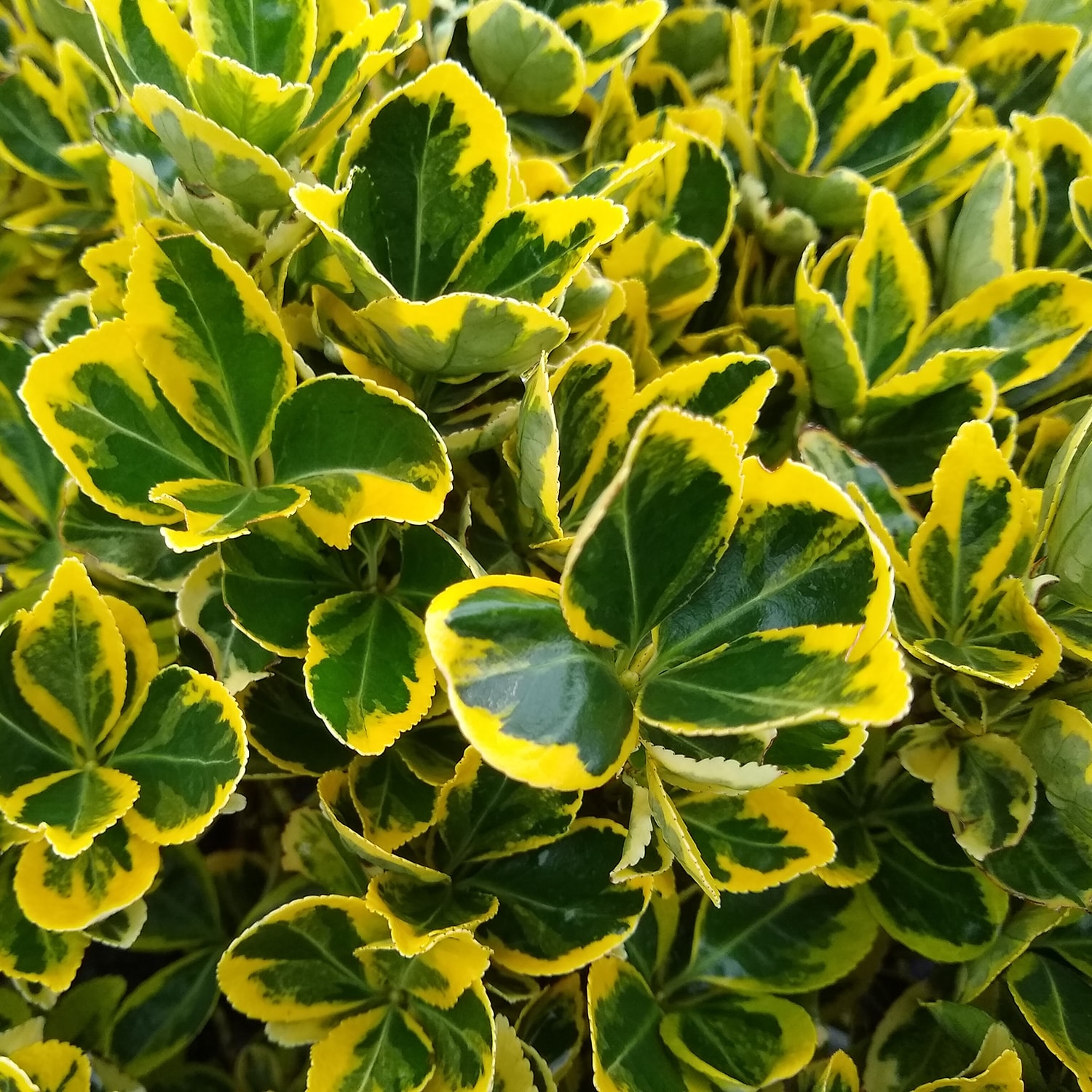 Flowerwood 16753FL-1 shrubs - View #2