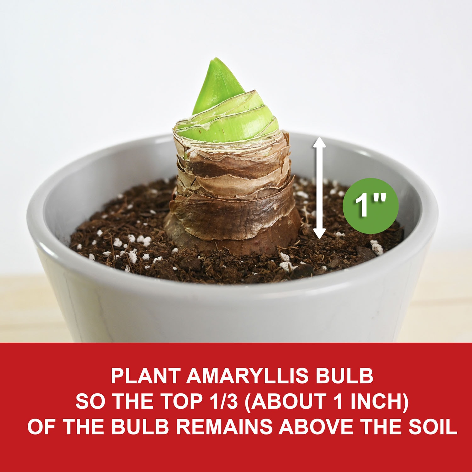 Garden State Bulb ECH-35-02-02 Plant-Bulbs - View #5