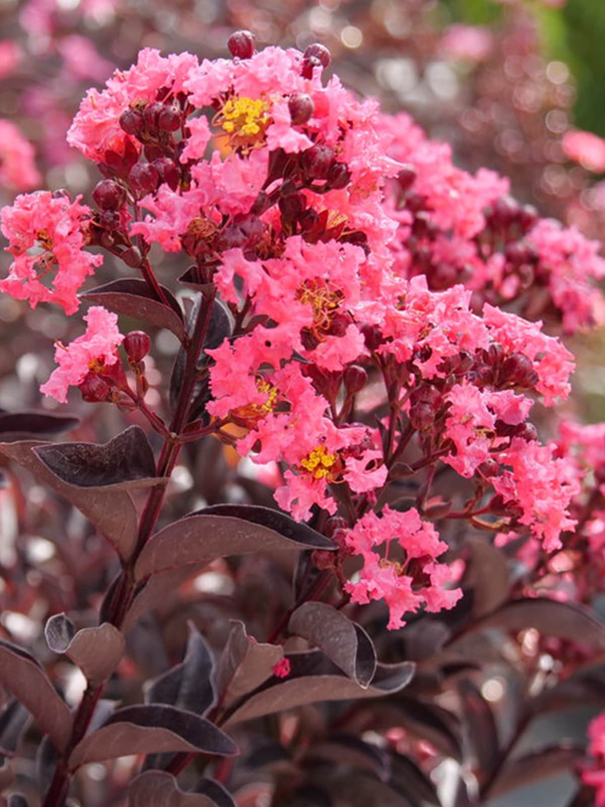 Proven Winner CRMPWC03G 3 -Gallon Coral Flowering Centerstage Coral Crape Myrtle In pot (with soil)