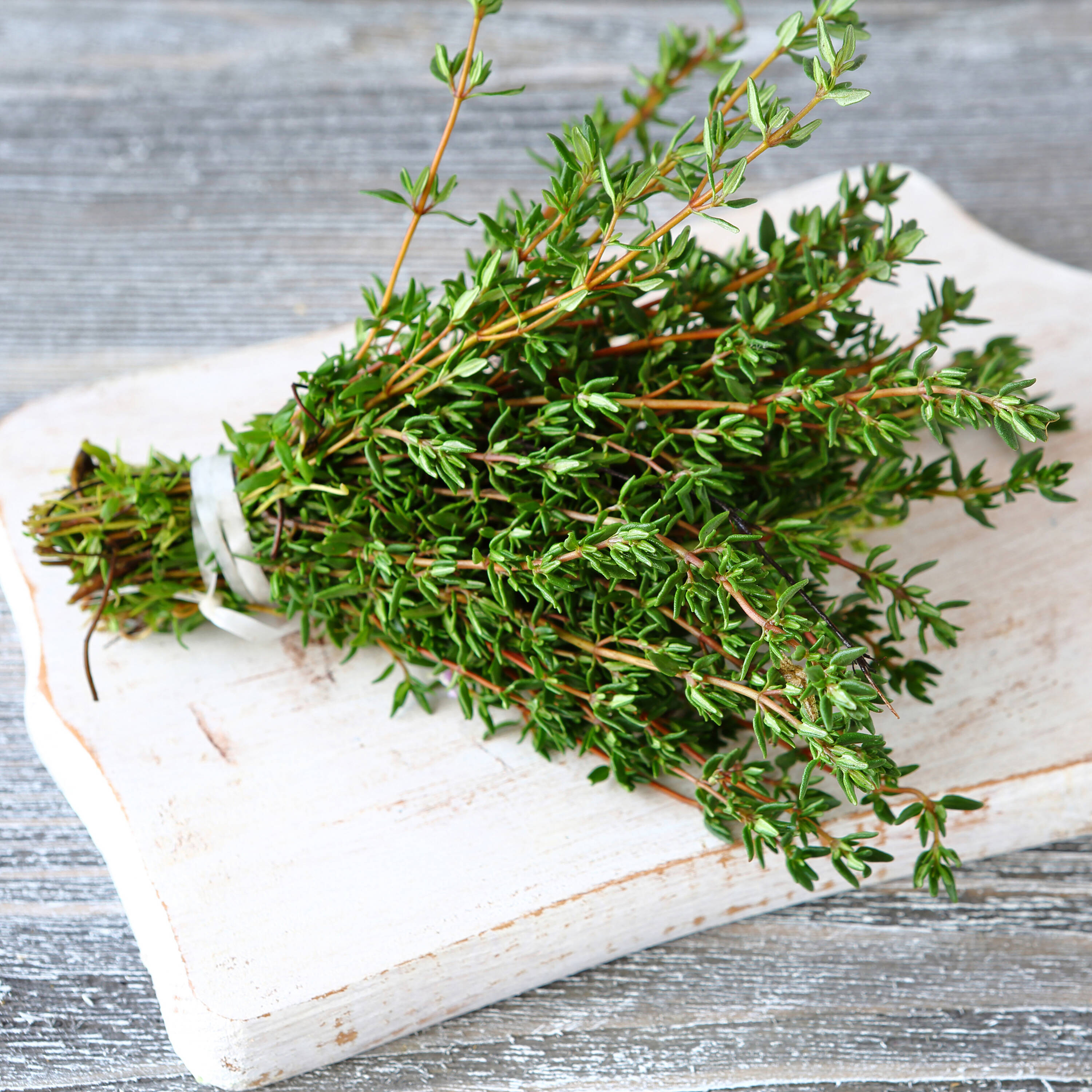 Proven Winners HERTHY1017504 White Thyme Plant in 4.25 Inch(es) Pot