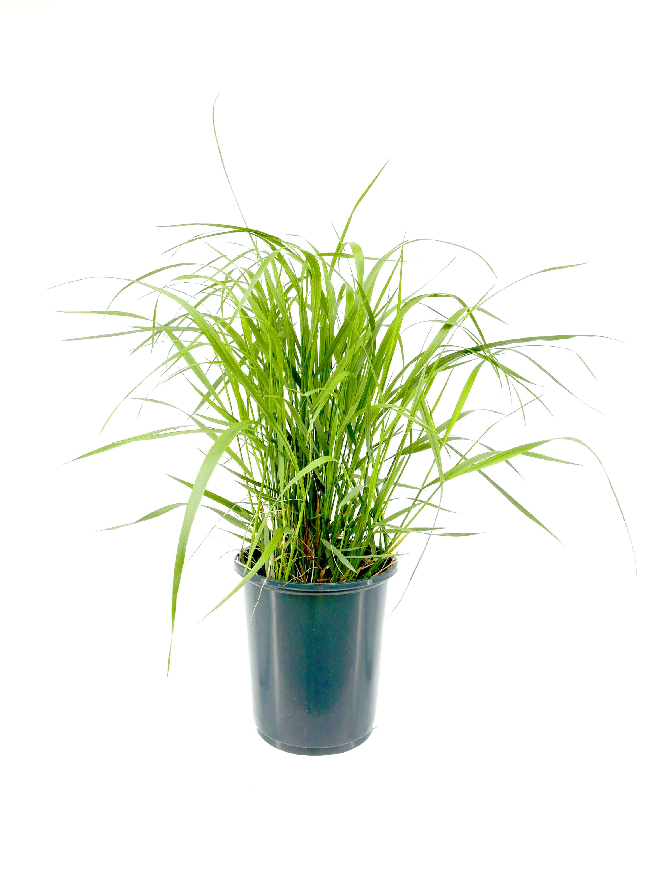  1472 Calamagrostis Grass Plant in -Quart Pot 1.0 -Pack