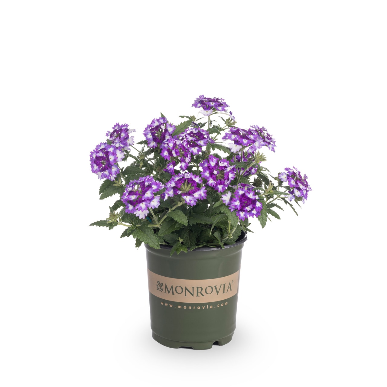 Monrovia Multicolor Verbena In 2.5-quart Pot 3-pack In The Annuals 