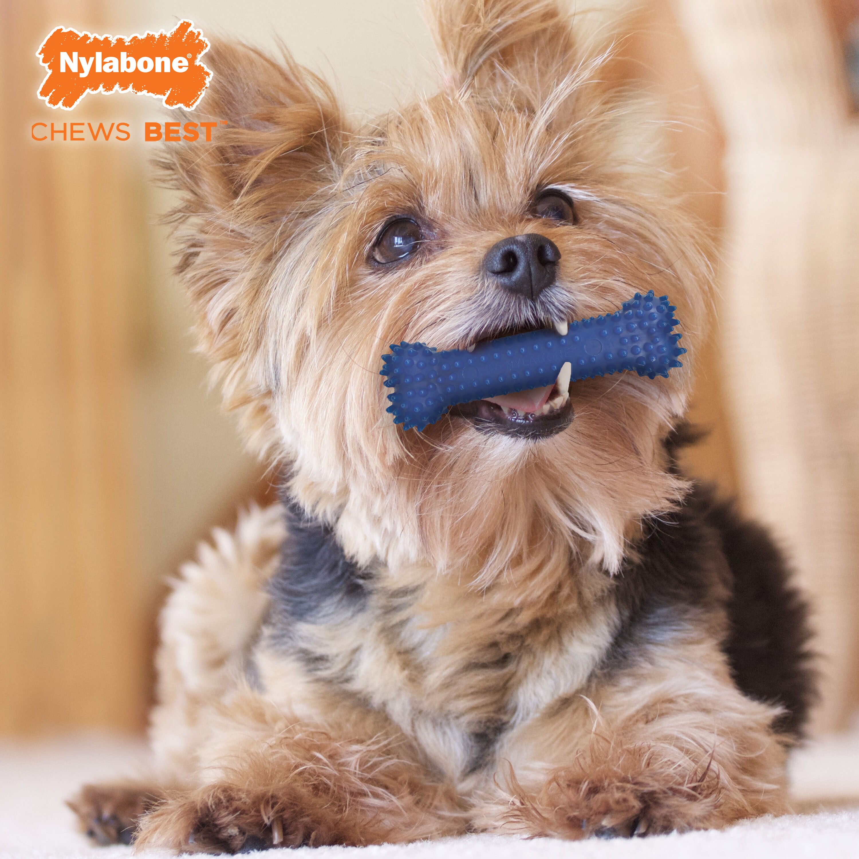 Nylabone small dog value pack sale