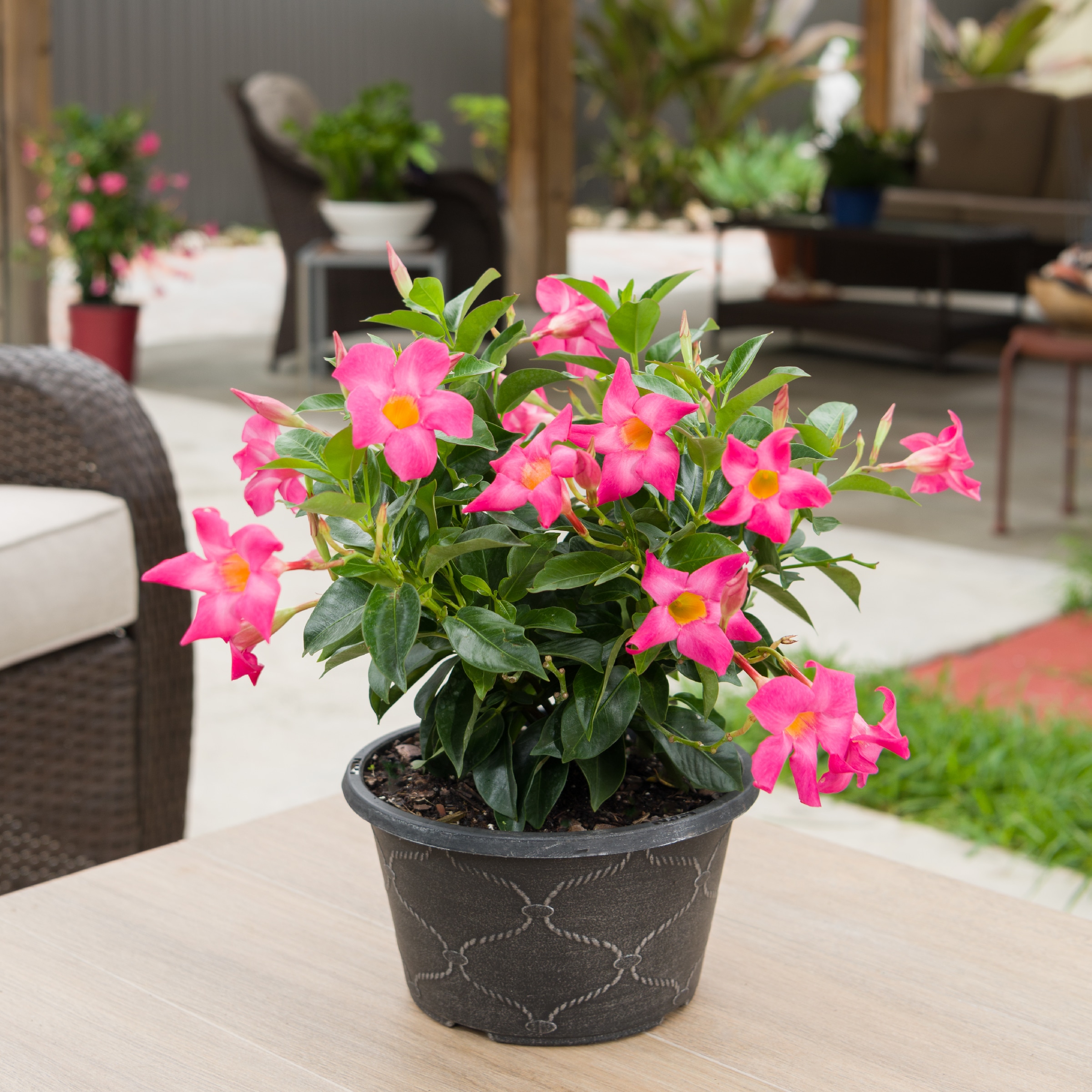 Tropic Escape Mandevilla in 3-Quart Pot in the Tropical Plants department  at