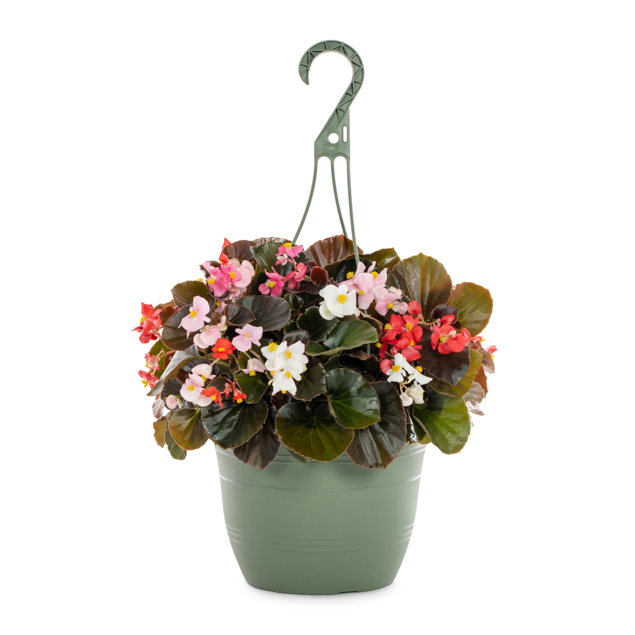 Lowe's 90639 Multicolor Begonia in 1.5-Gallons Hanging Basket