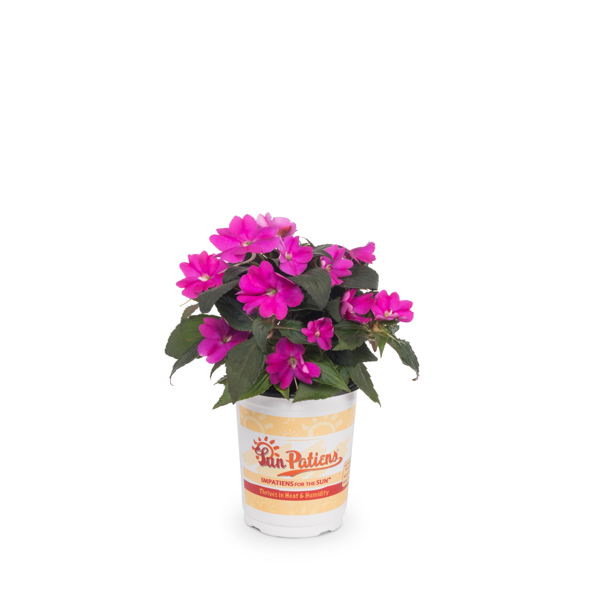 Lowe's 289881 annuals - View #10