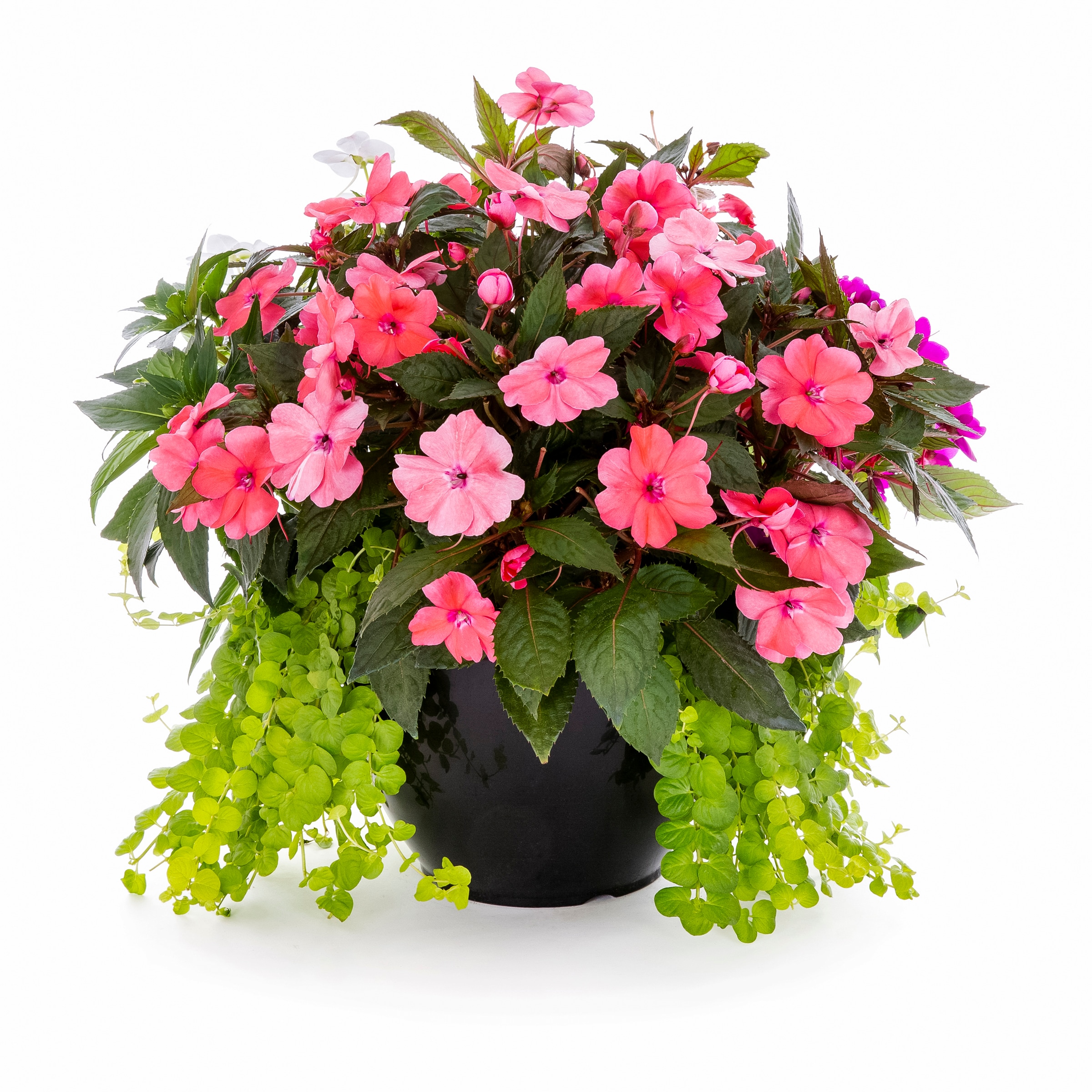 Forever Summer SunPatiens Plants, Bulbs & Seeds at Lowes.com