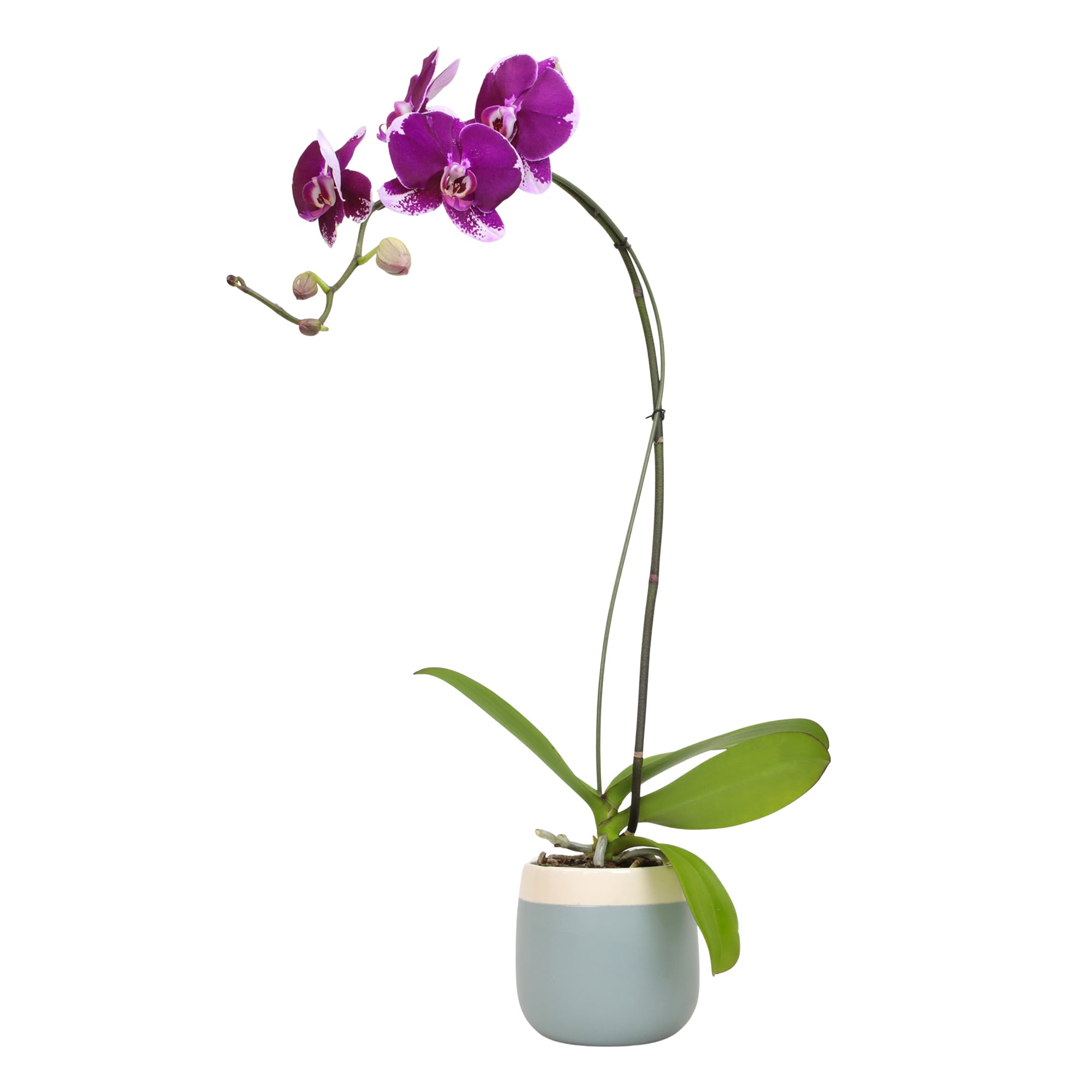 Altman Plants Purple Moth Orchid House plant in 5 Inch(es) Planter 1 -Pack
