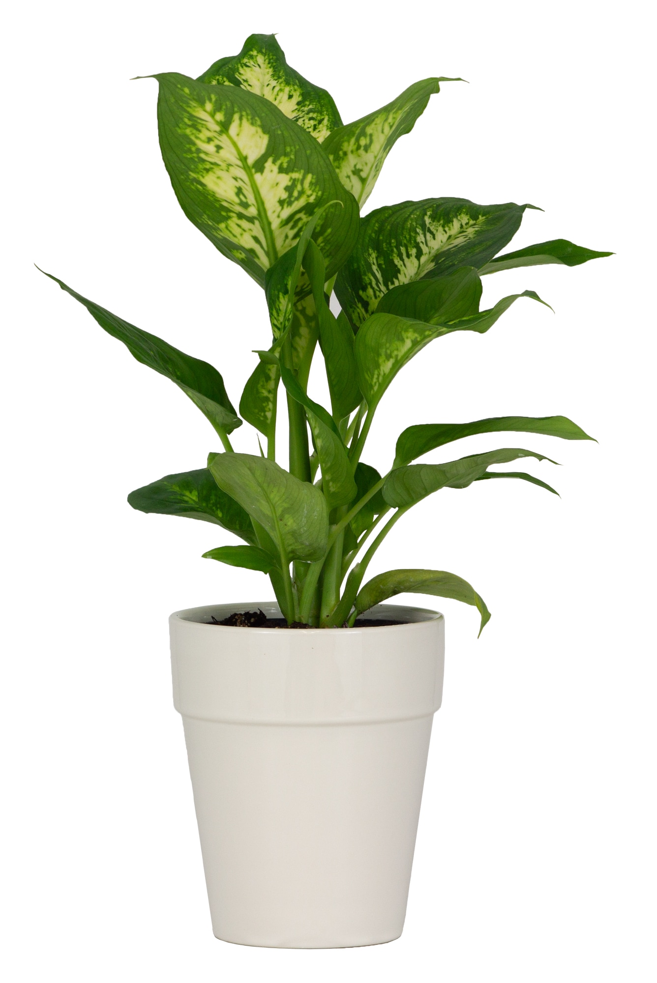 allen + roth CR10168-05E Planter-Window-Box - View #3