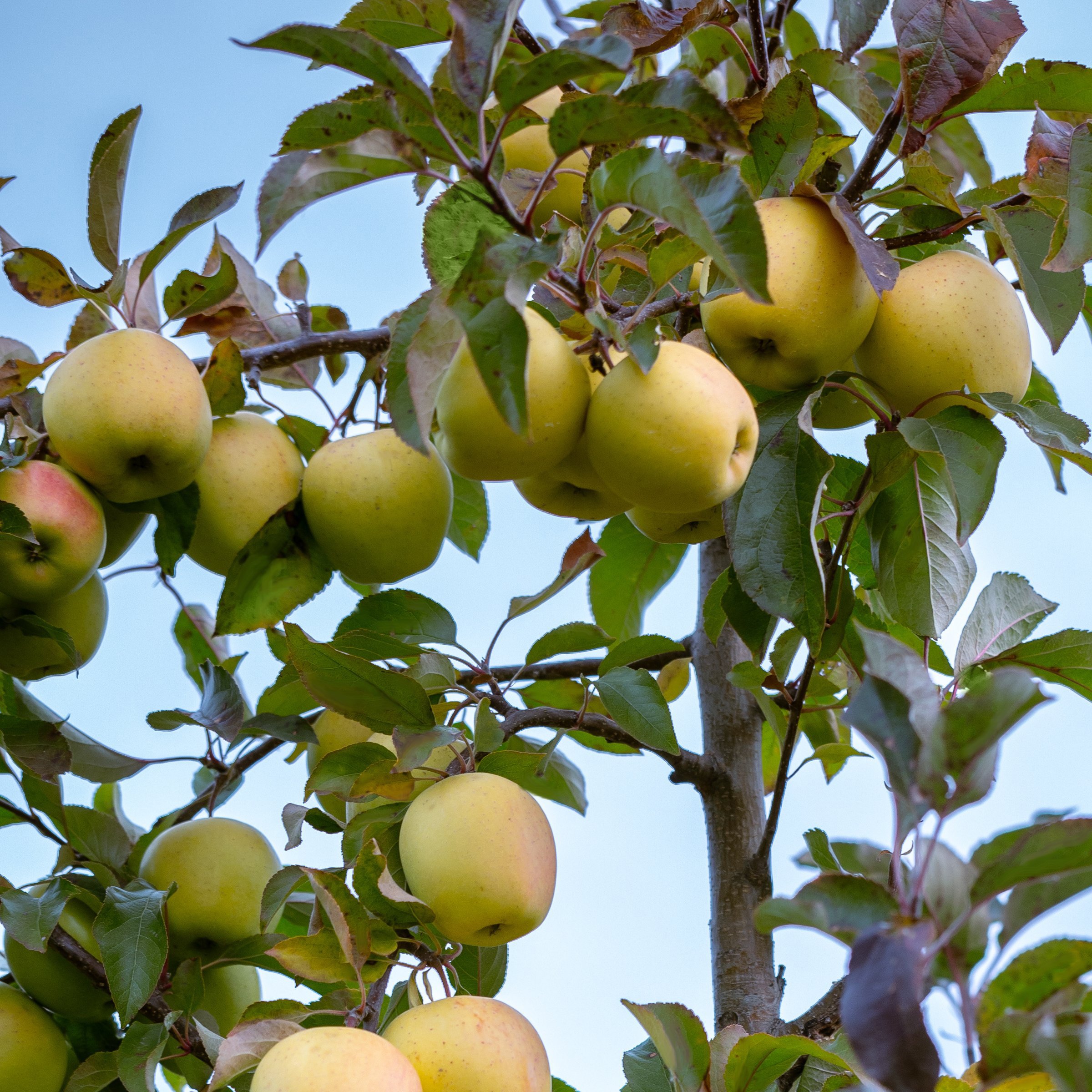 National Plant Network LW2229 1 -Pack Apple Plant in Bareroot Spring