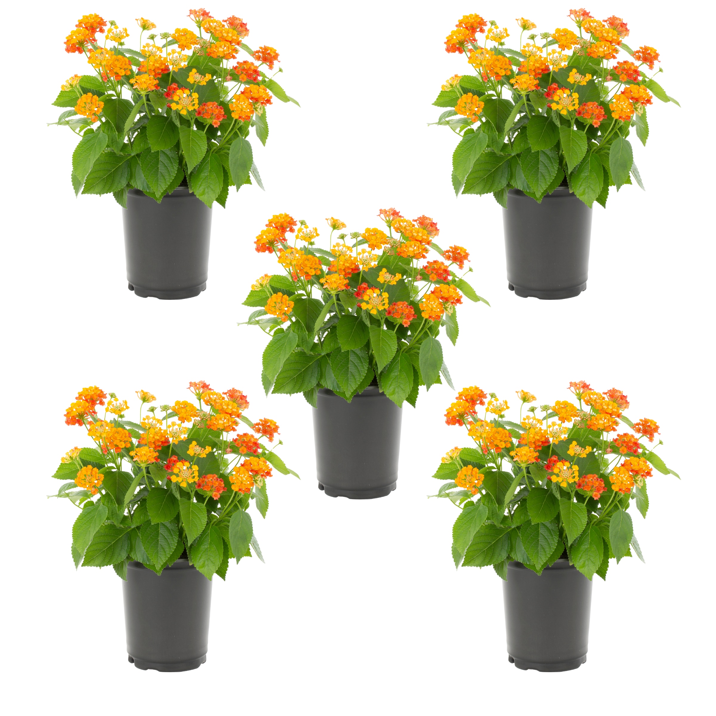 Metrolina Greenhouses 5175 Orange Lantana in 1.5 Pint Pot 5 -Pack