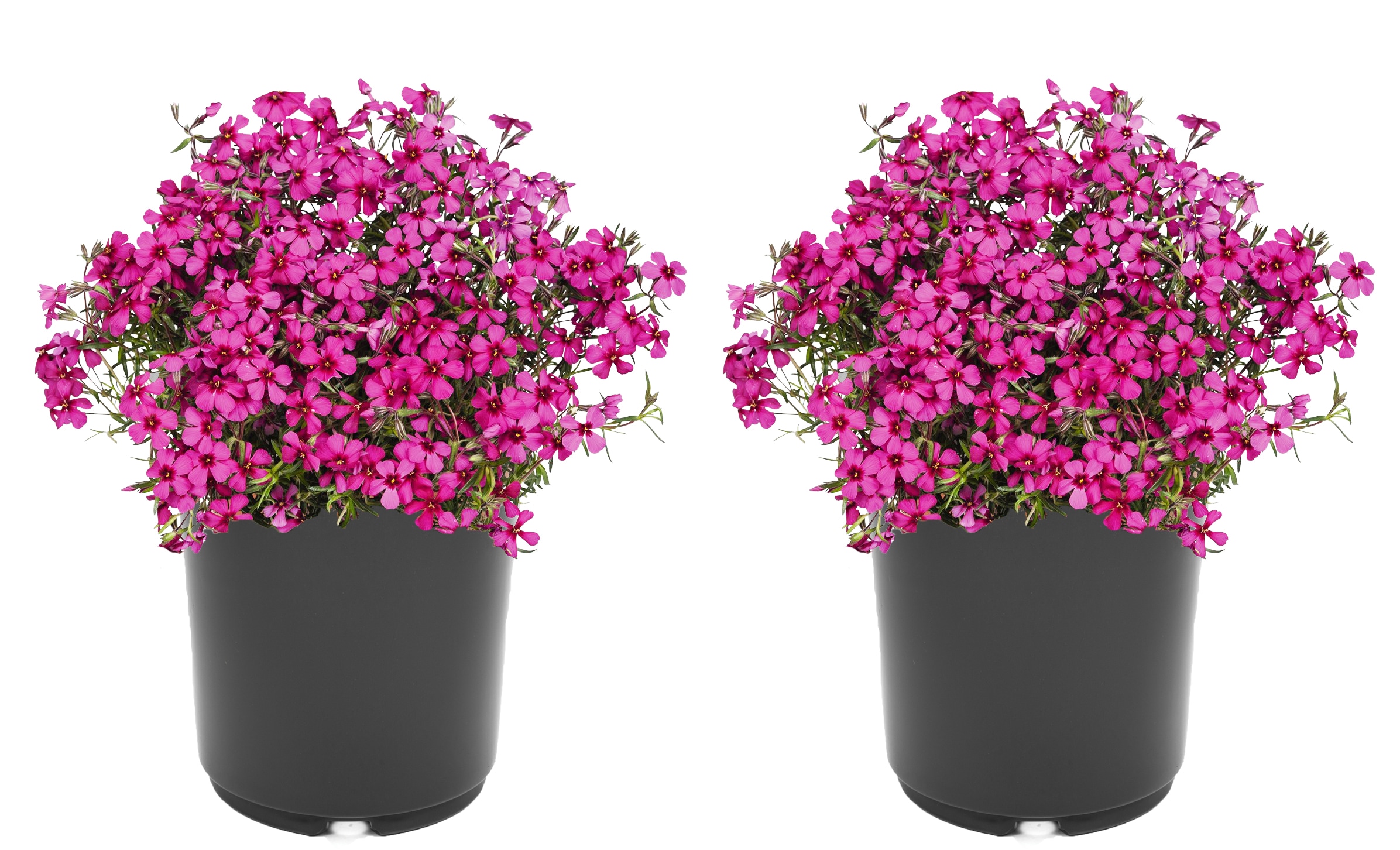Pink Creeping Phlox Plant in 2.5-Quart Pot 2-Pack in the Perennials ...