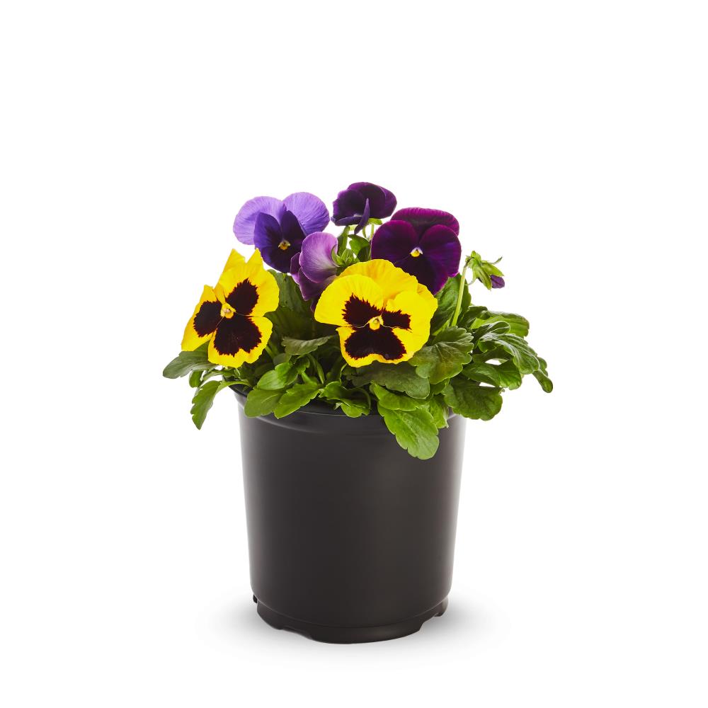 Lowe's 2.5-Quart Multicolor Pansy in Pot in the Annuals department at ...