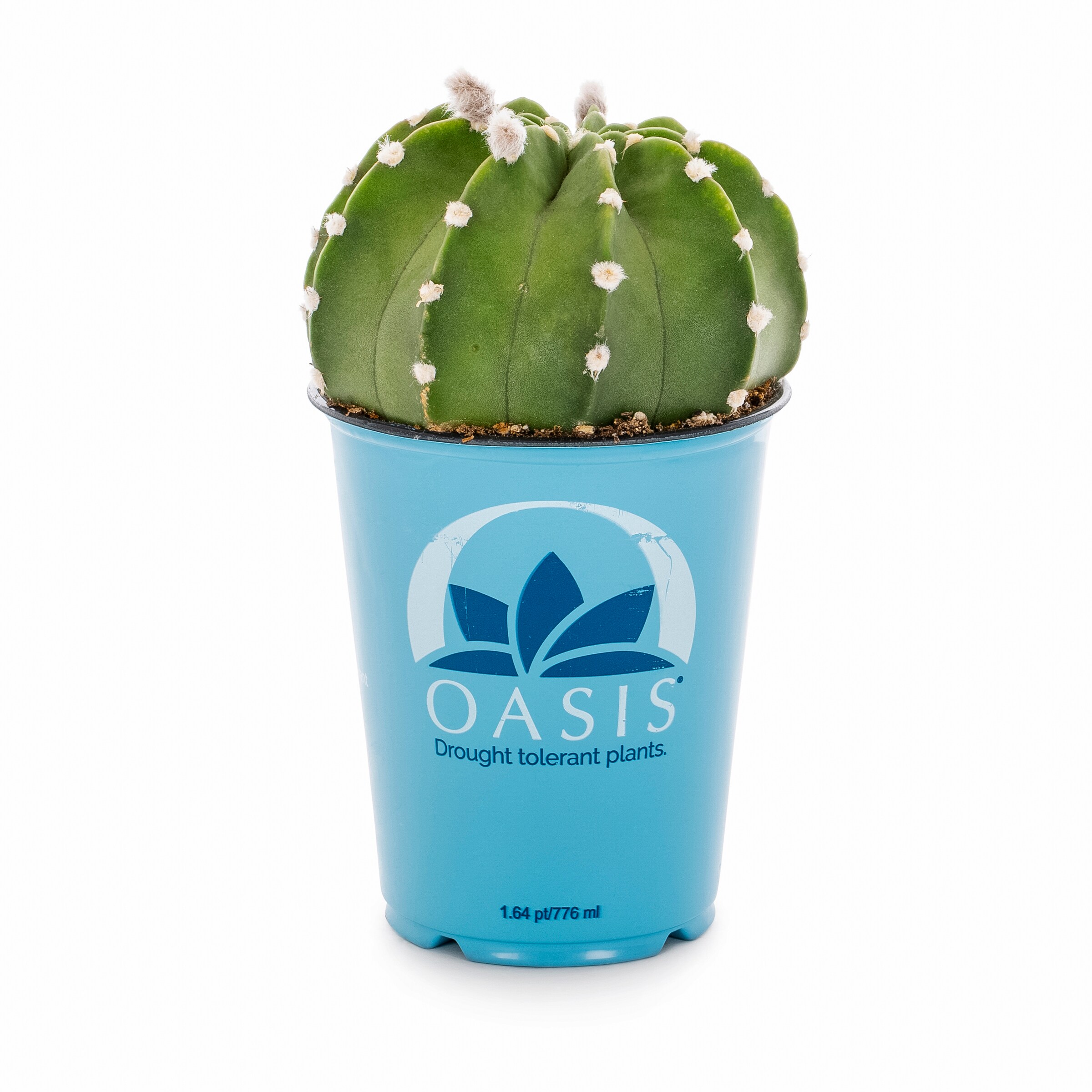 Lowe's 937381 Cacti-Succulents - View #9