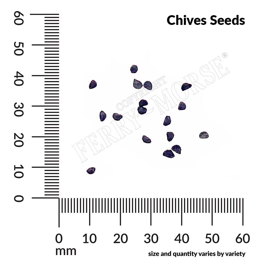 Ferry-Morse LC25.1335 Vegetable-Herb-Seeds - View #4