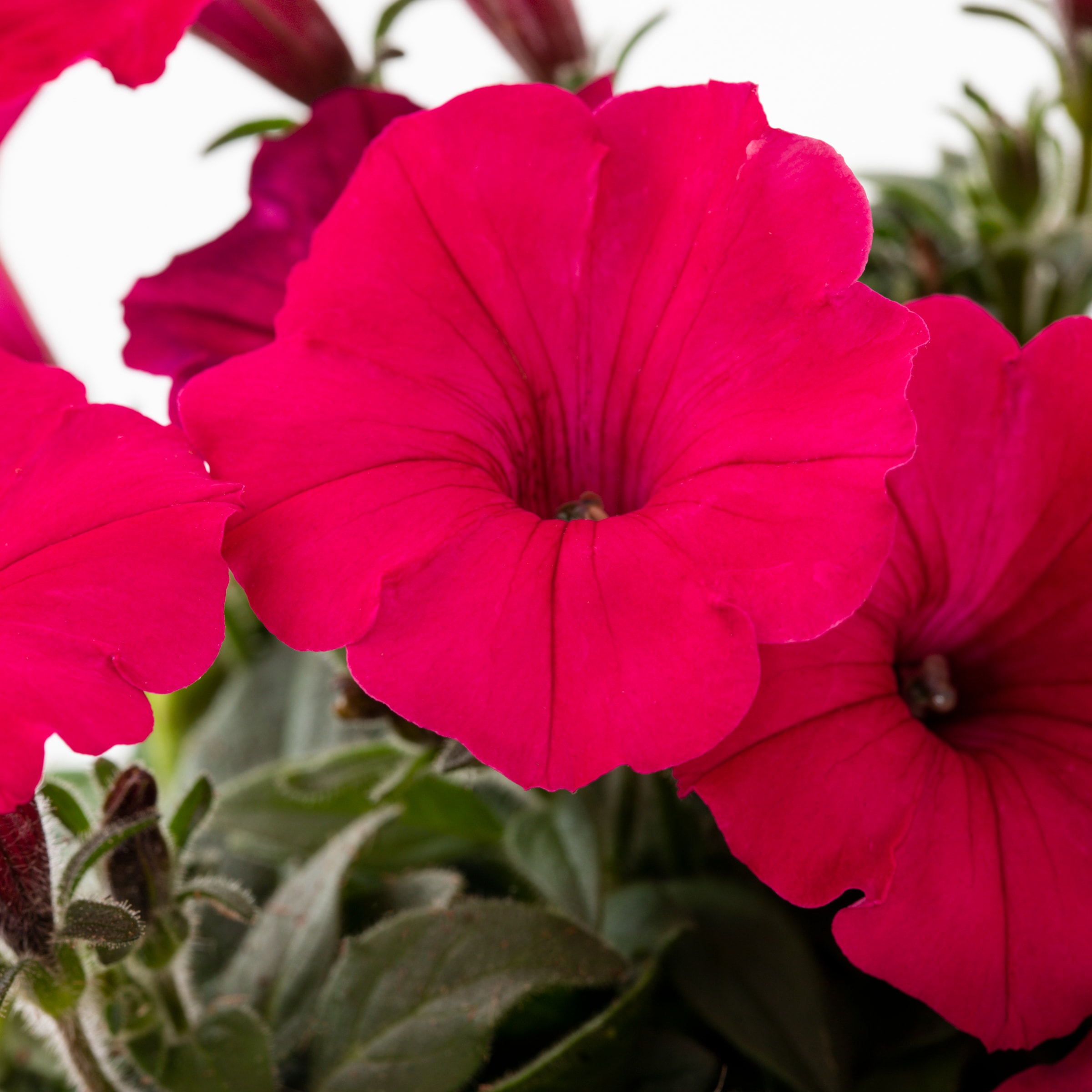 Metrolina Greenhouses 79563 annuals - View #2