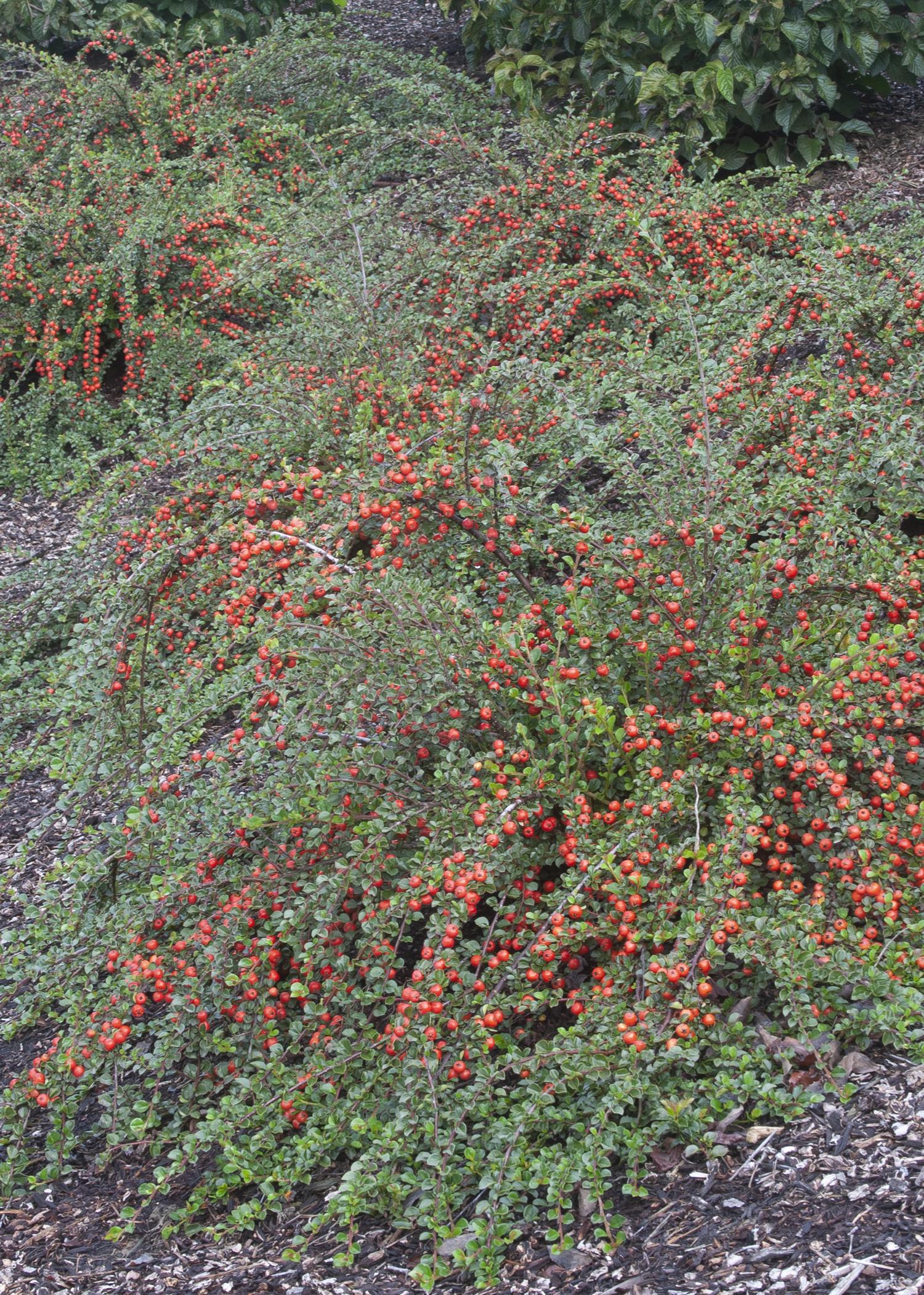 Monrovia KT10602850000100000 shrubs - View #3