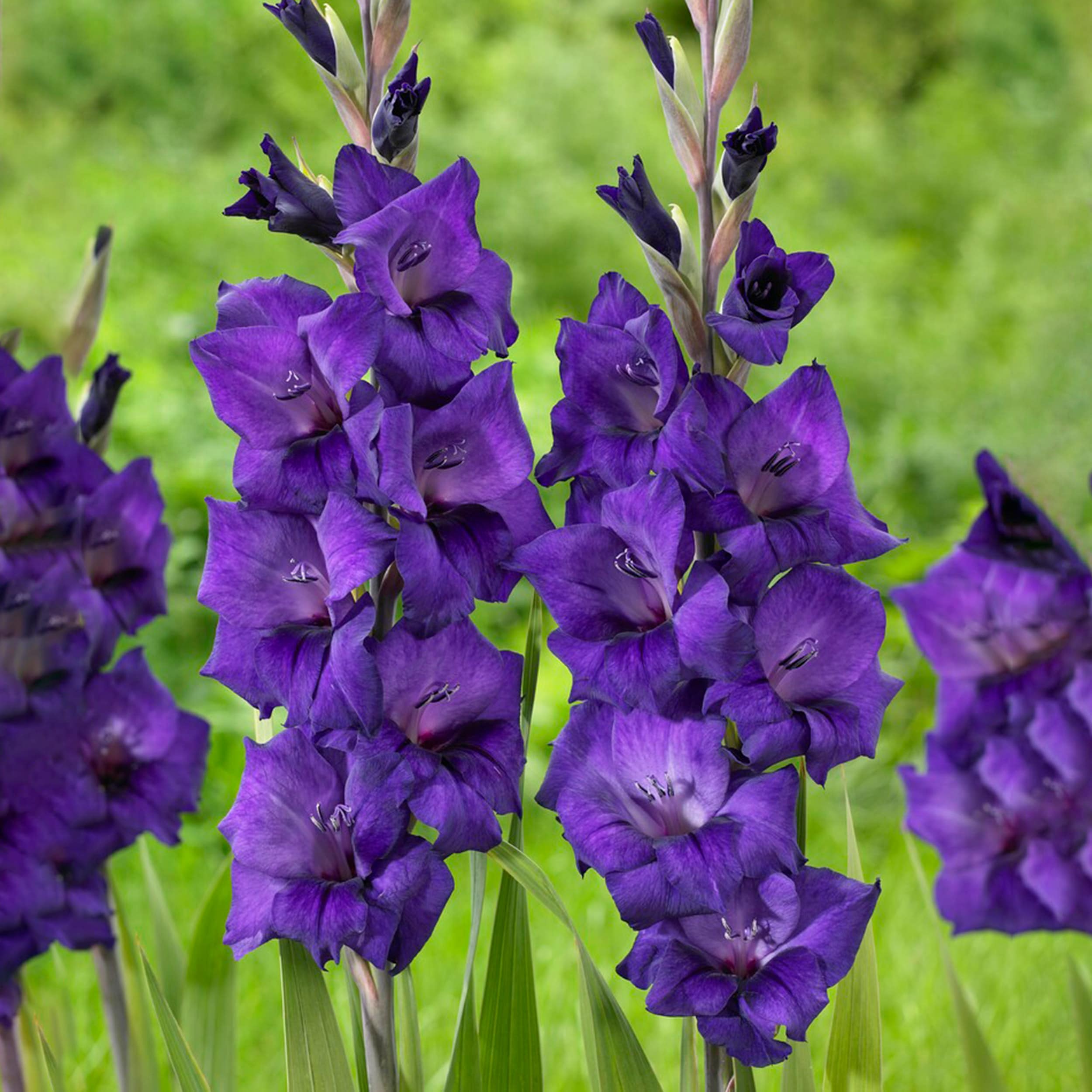 Garden State Bulb ECS-174-30-01 Purple Purple Flora Gladiolus Bulbs 30 Count