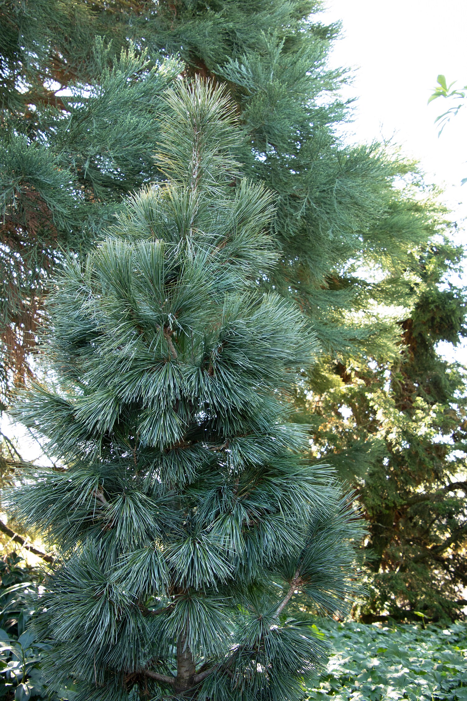 Monrovia 065425 Silver Whispers Swiss Stone Pine Accent Shrub in 3.58 -Gallon Pot 1 -Pack