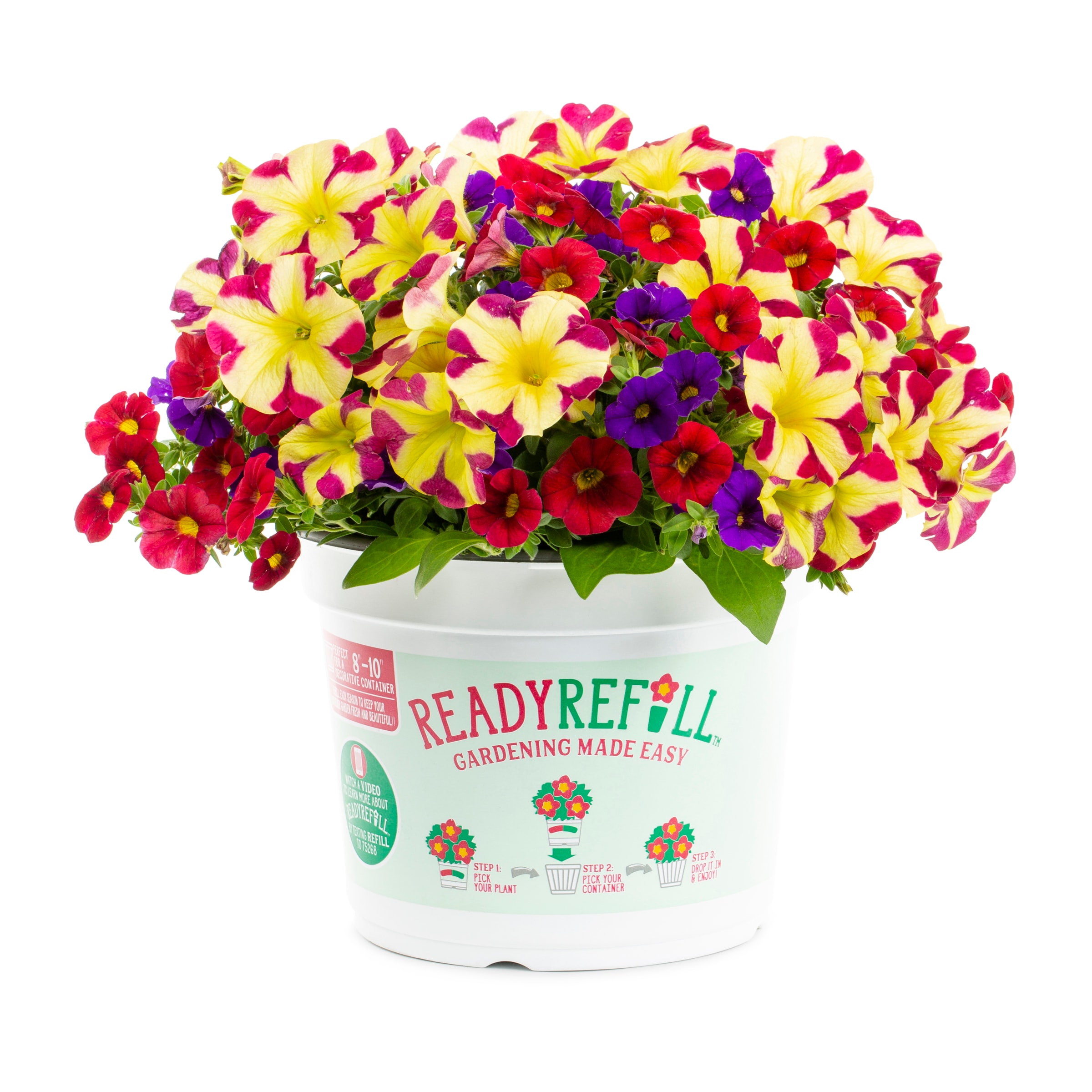 Ready Refill 825232 Multicolor Mixed Annuals Combinations in 3-Quart Pot