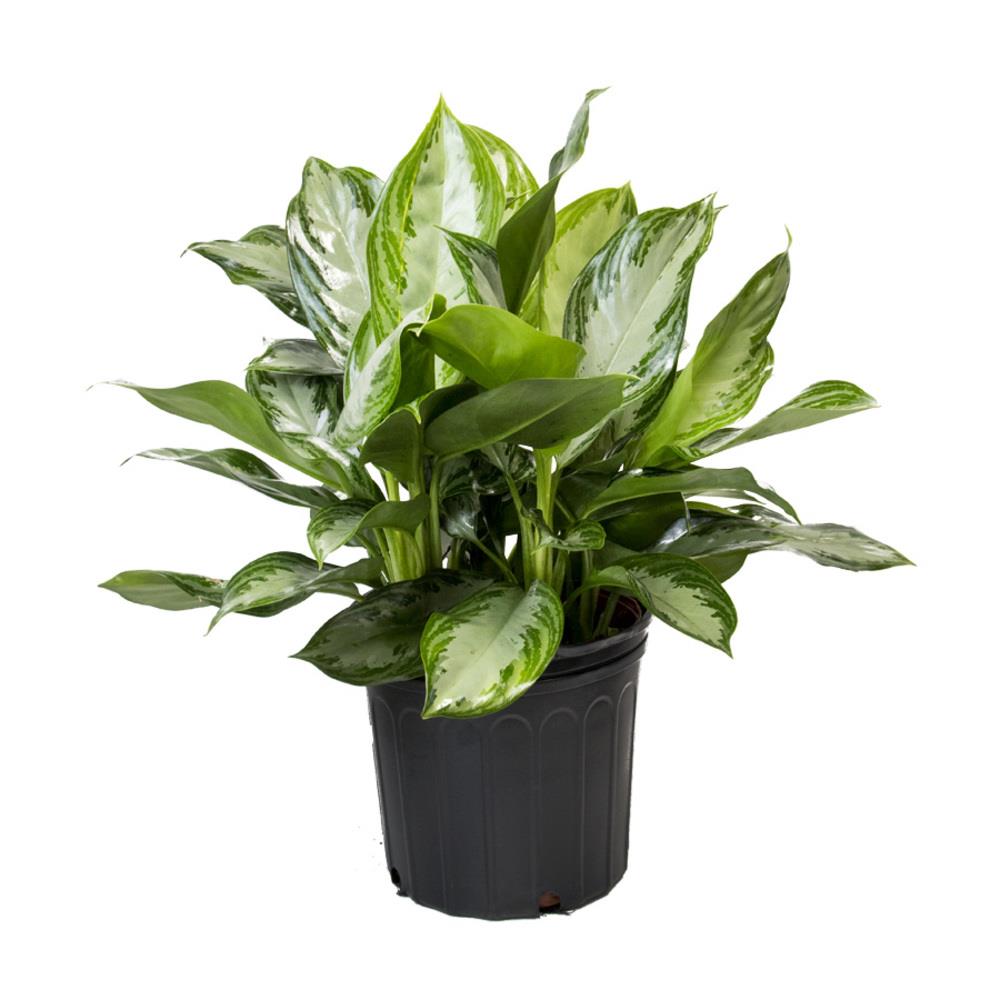 LiveTrends Chinese Evergreen in 1-Pack Pot at Lowes.com