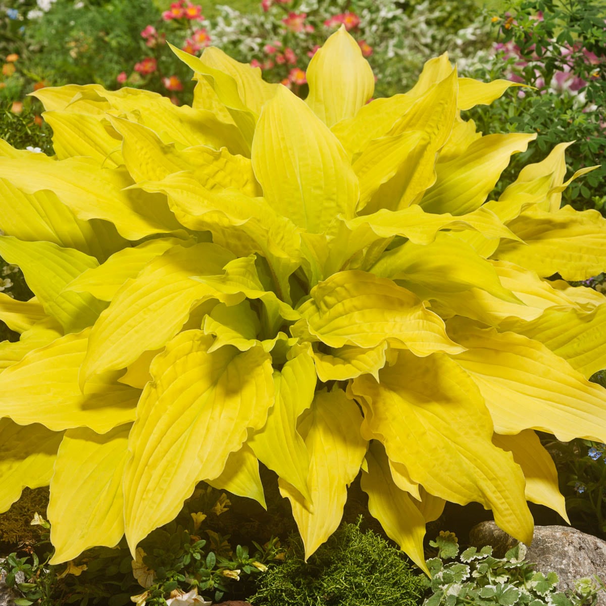 Spring Hill Nurseries 71205 perennials - View #2