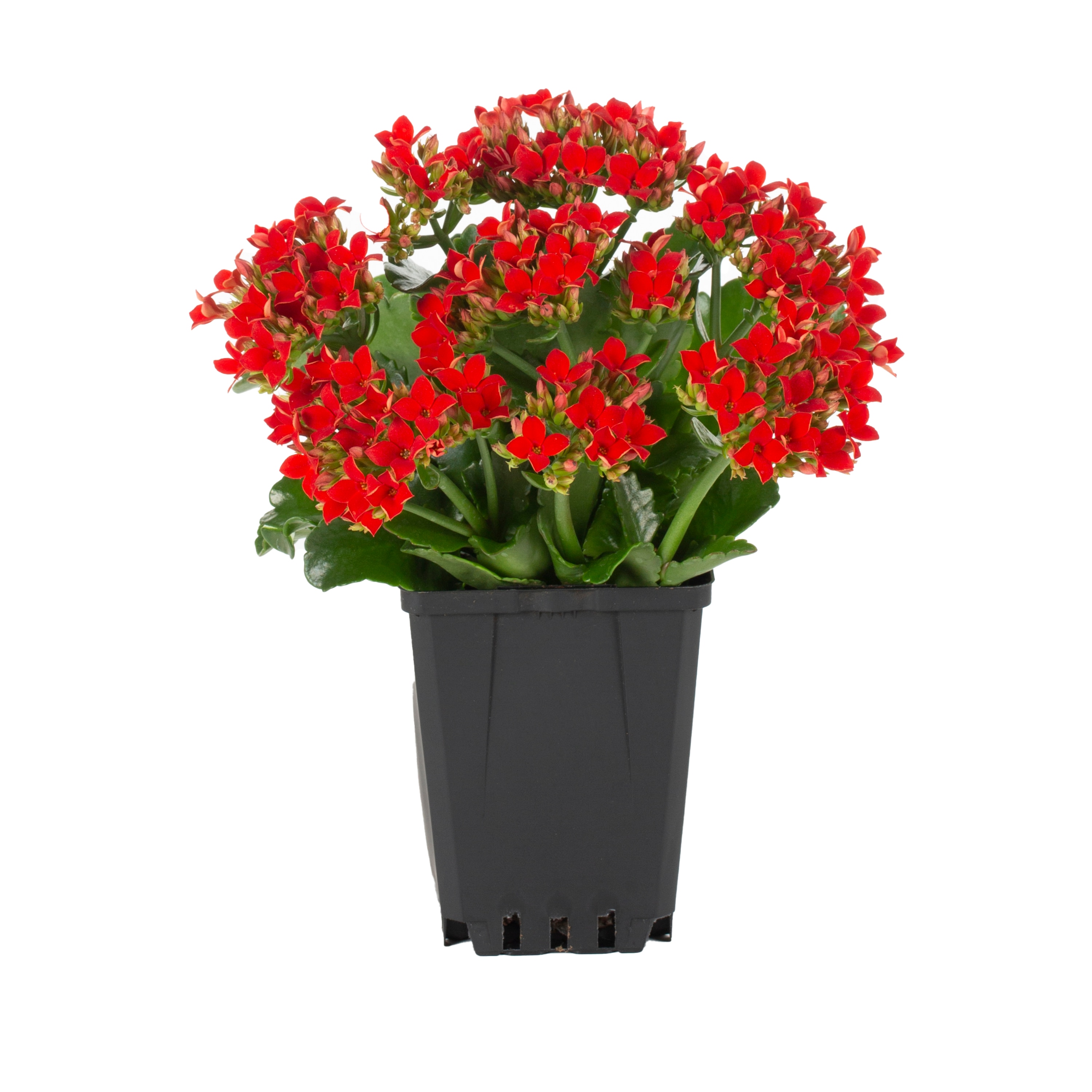 Lowe's Multicolor Kalanchoe in 13-oz in the Annuals department at Lowes.com