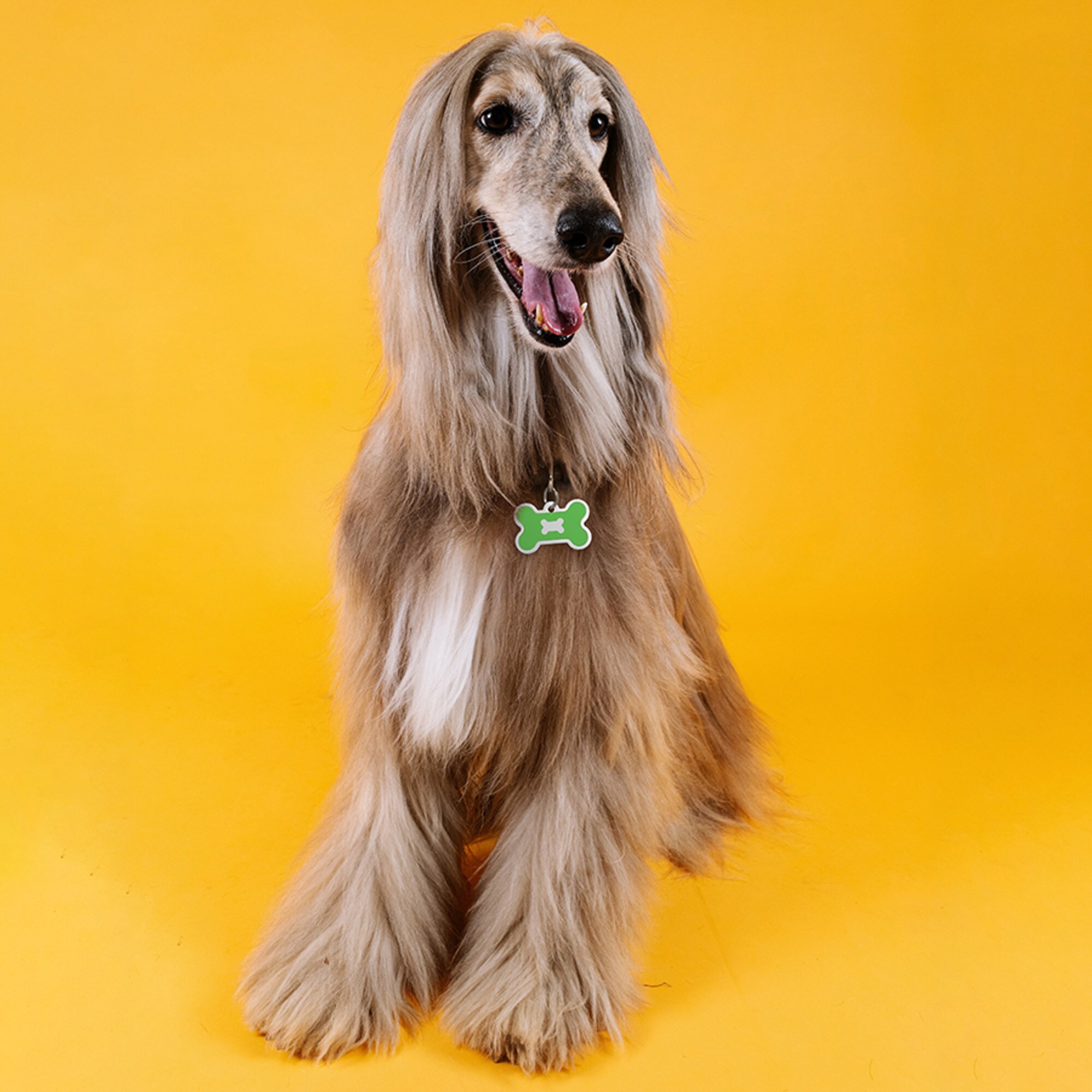 Quick-Tag 7717-52 Dog-Clothing-Acc - View #4