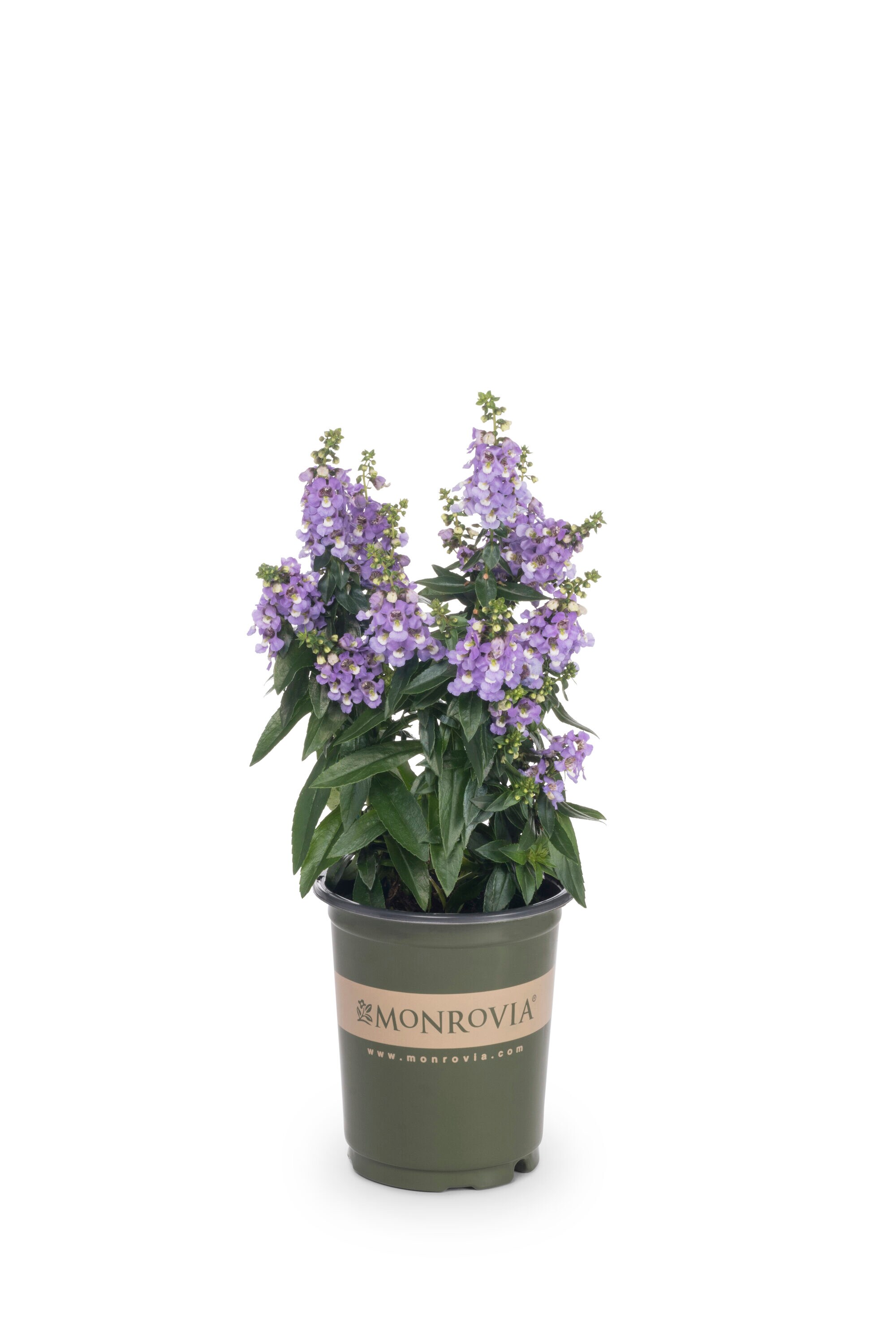 Monrovia 78977 annuals - View #5