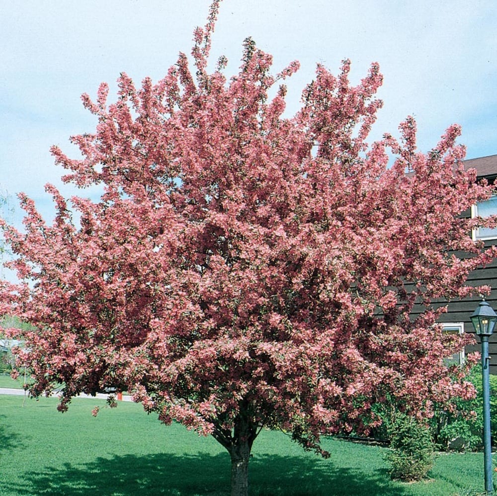  NURSERY 7.28 -Gallon Pink Flowering Indian Magic Crabapple In pot (with soil)