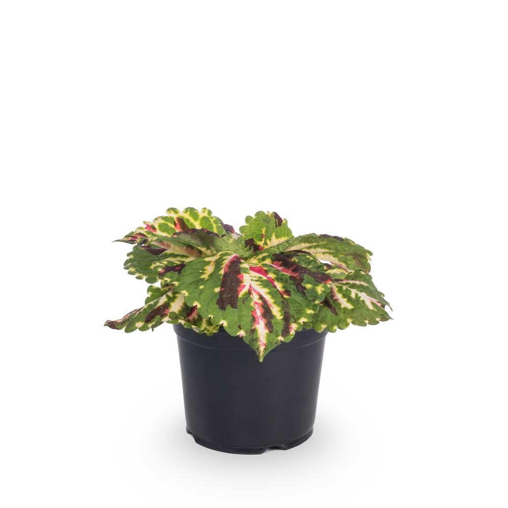 Lowe's NURSERY annuals - View #4